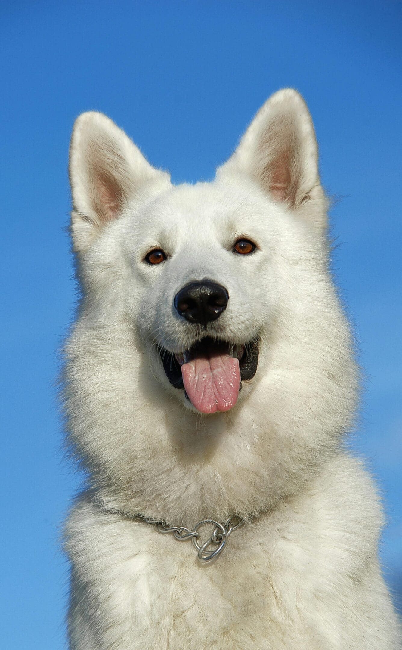A white dog with brown eyes and pink tongue.