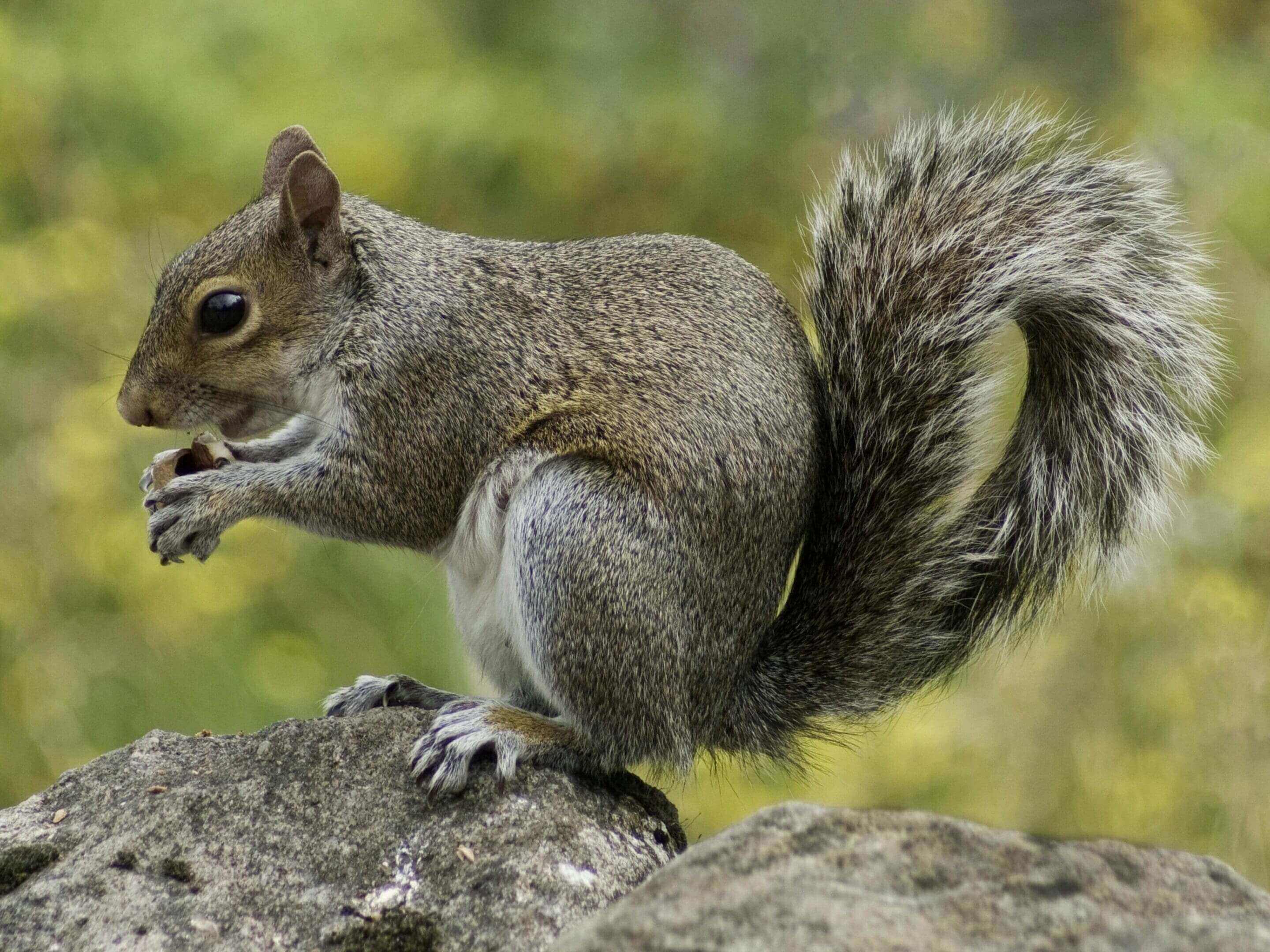 A squirrel is standing on the rock and eating.
