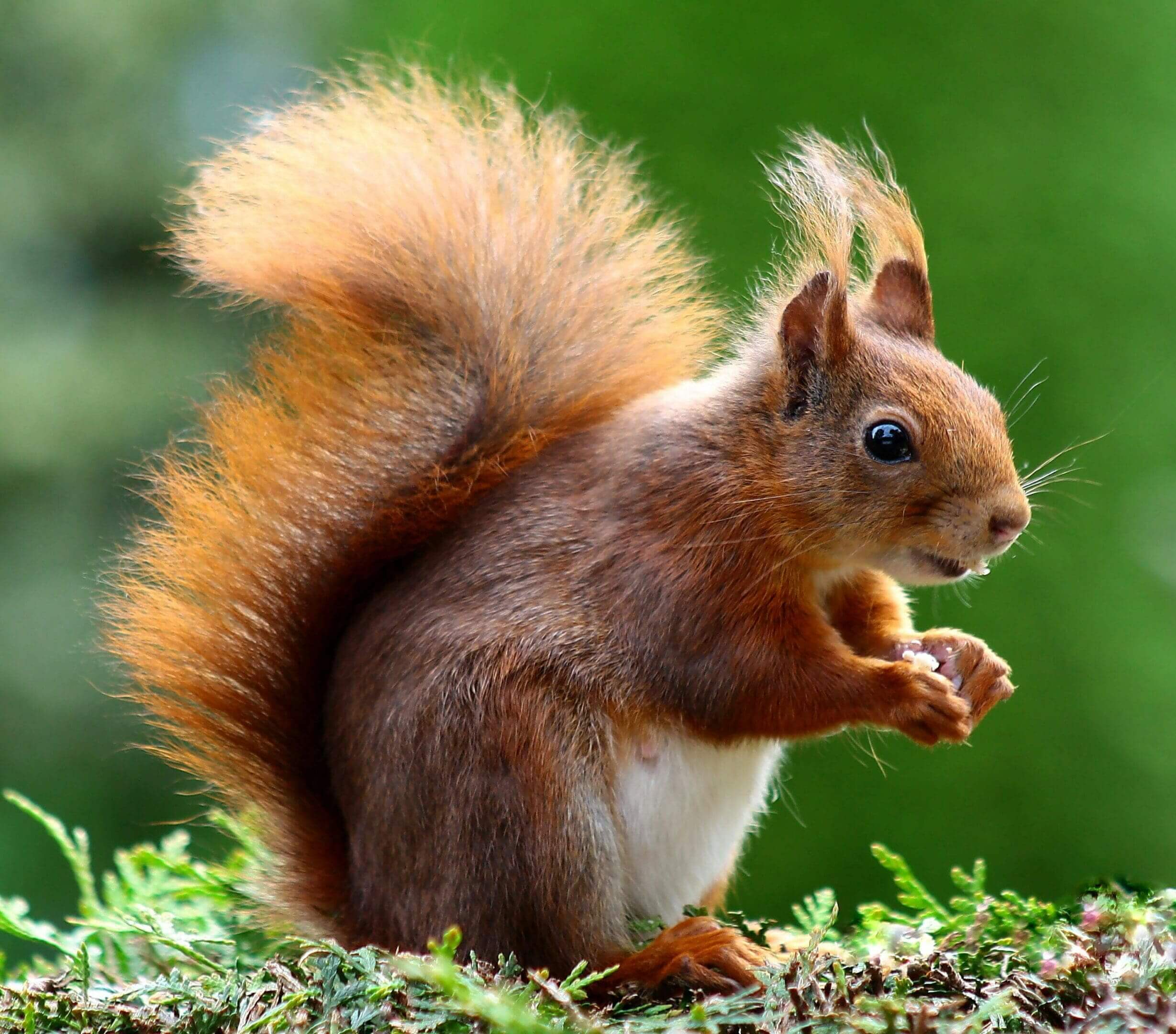 A squirrel is standing on the ground and eating.