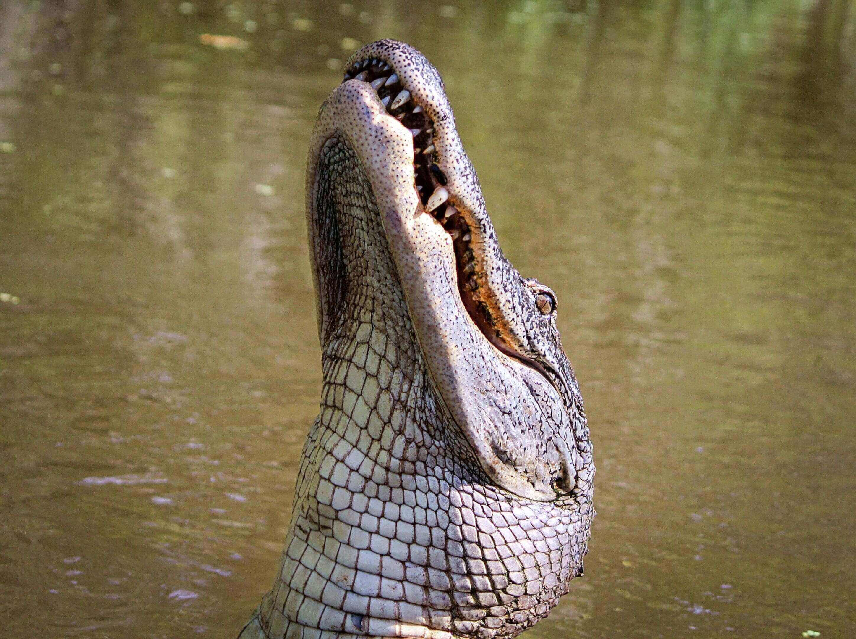 A close up of an alligator 's head in the water.