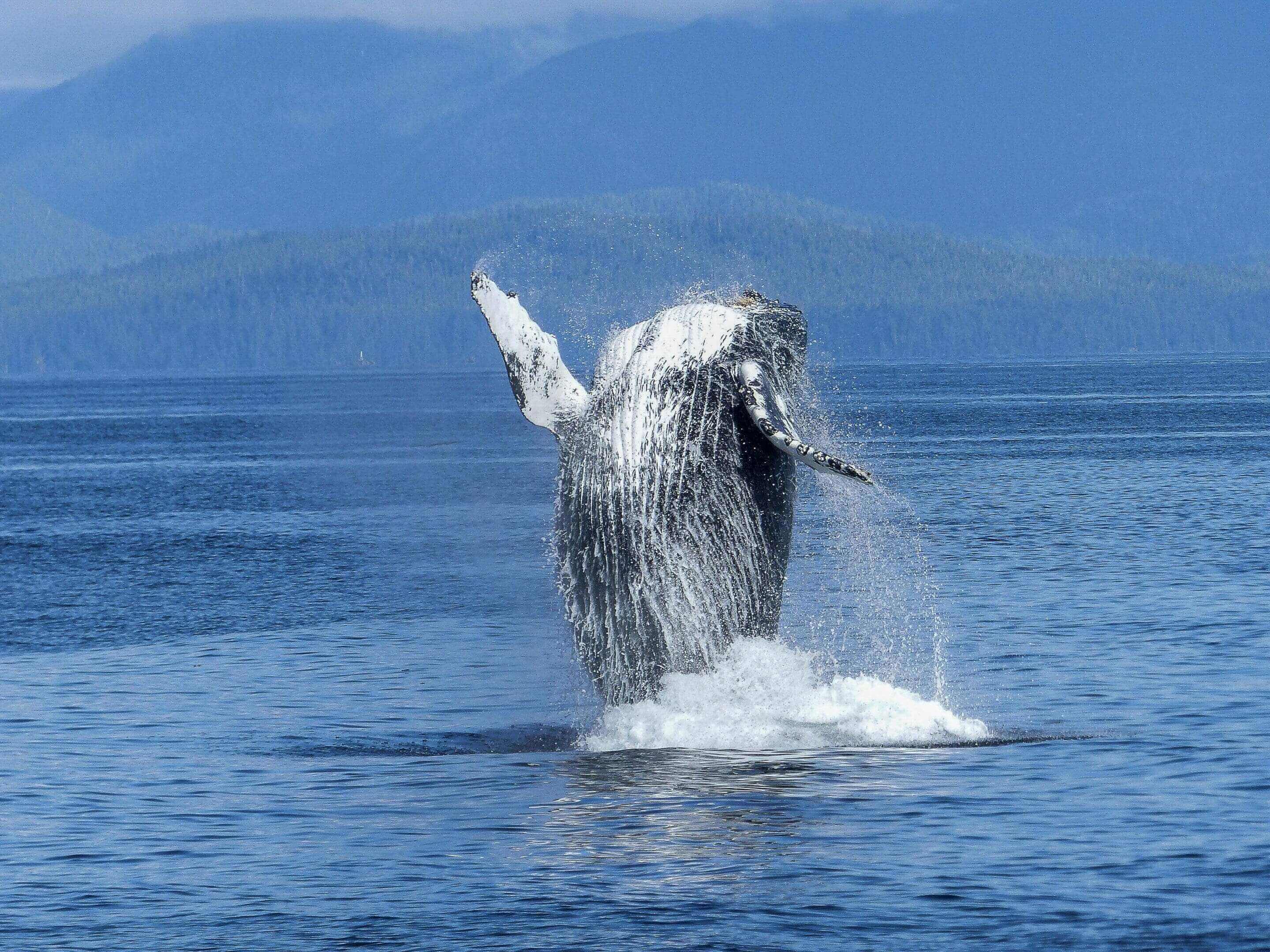A whale is jumping out of the water.