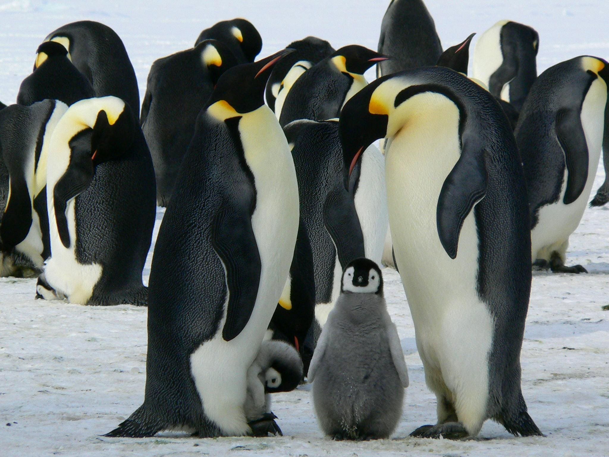 Emperor penguins and chick in colony.