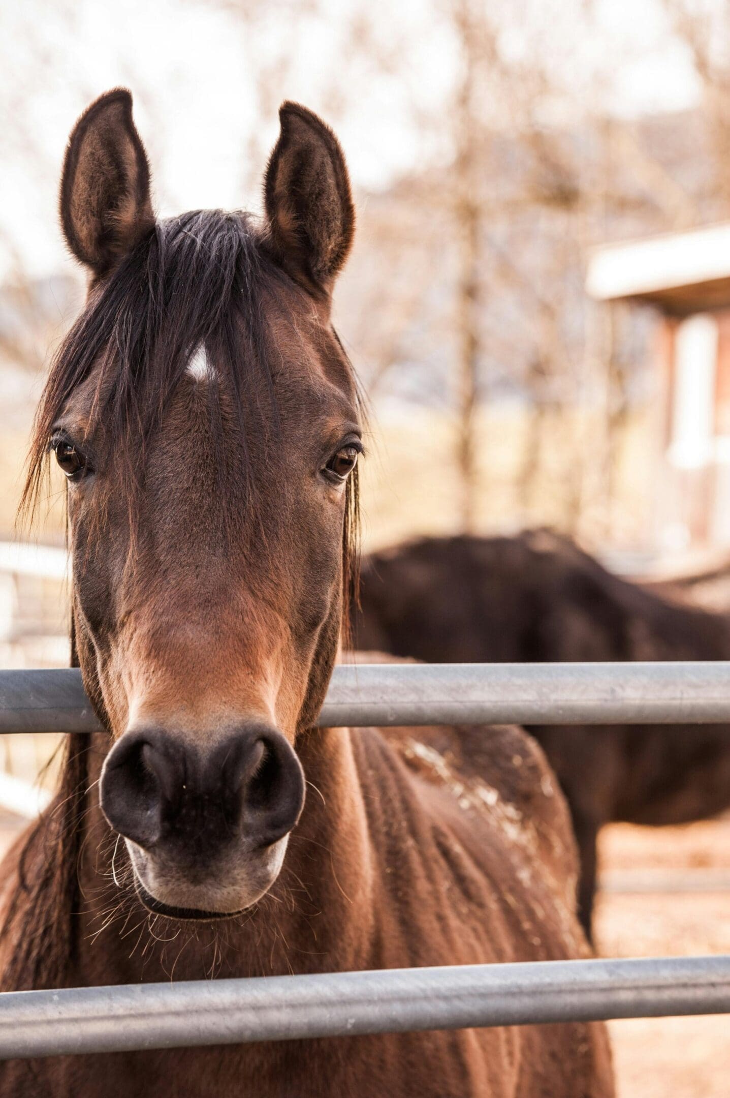 A horse is standing in the middle of its enclosure.
