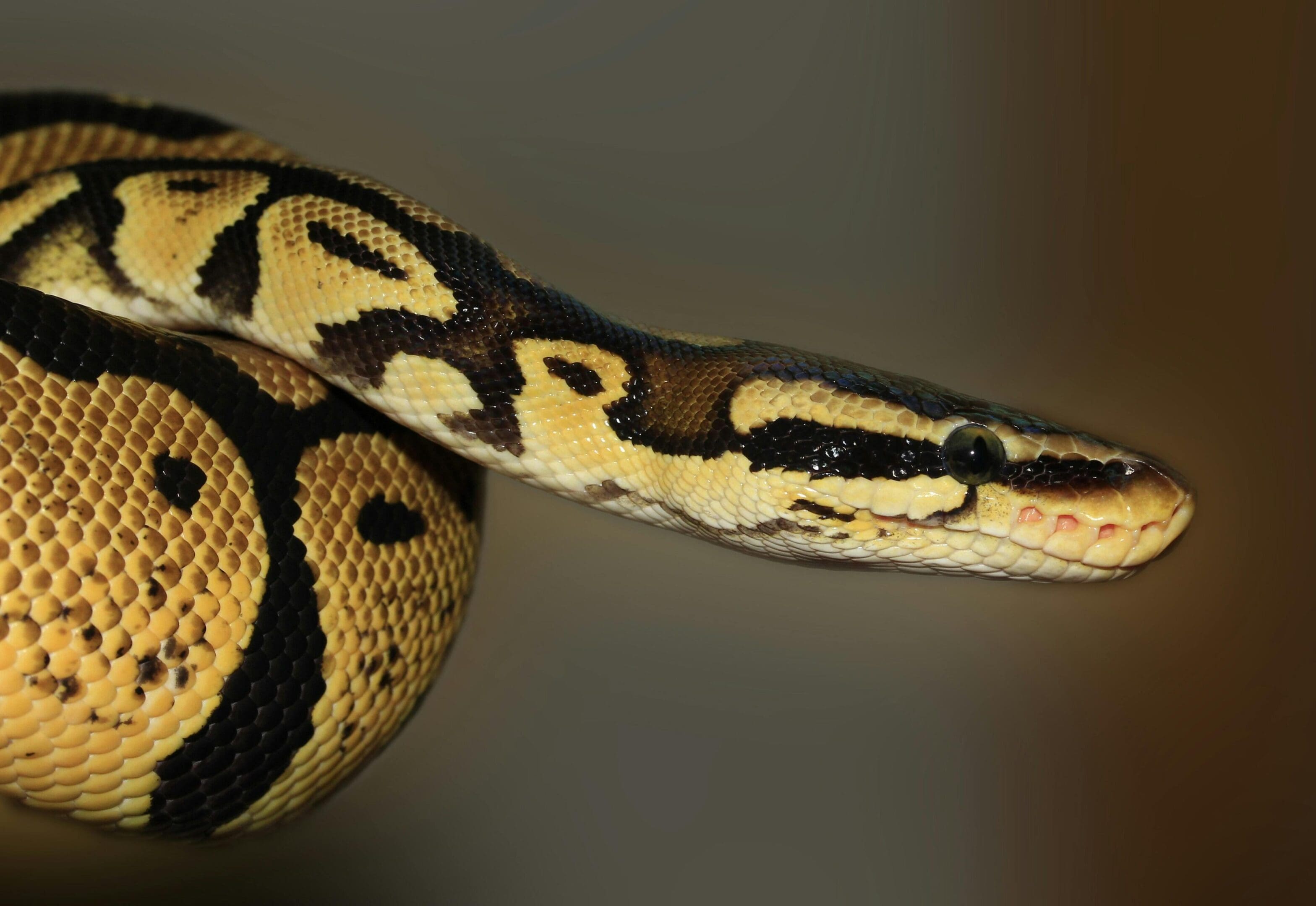 A close up of the head and neck of a snake