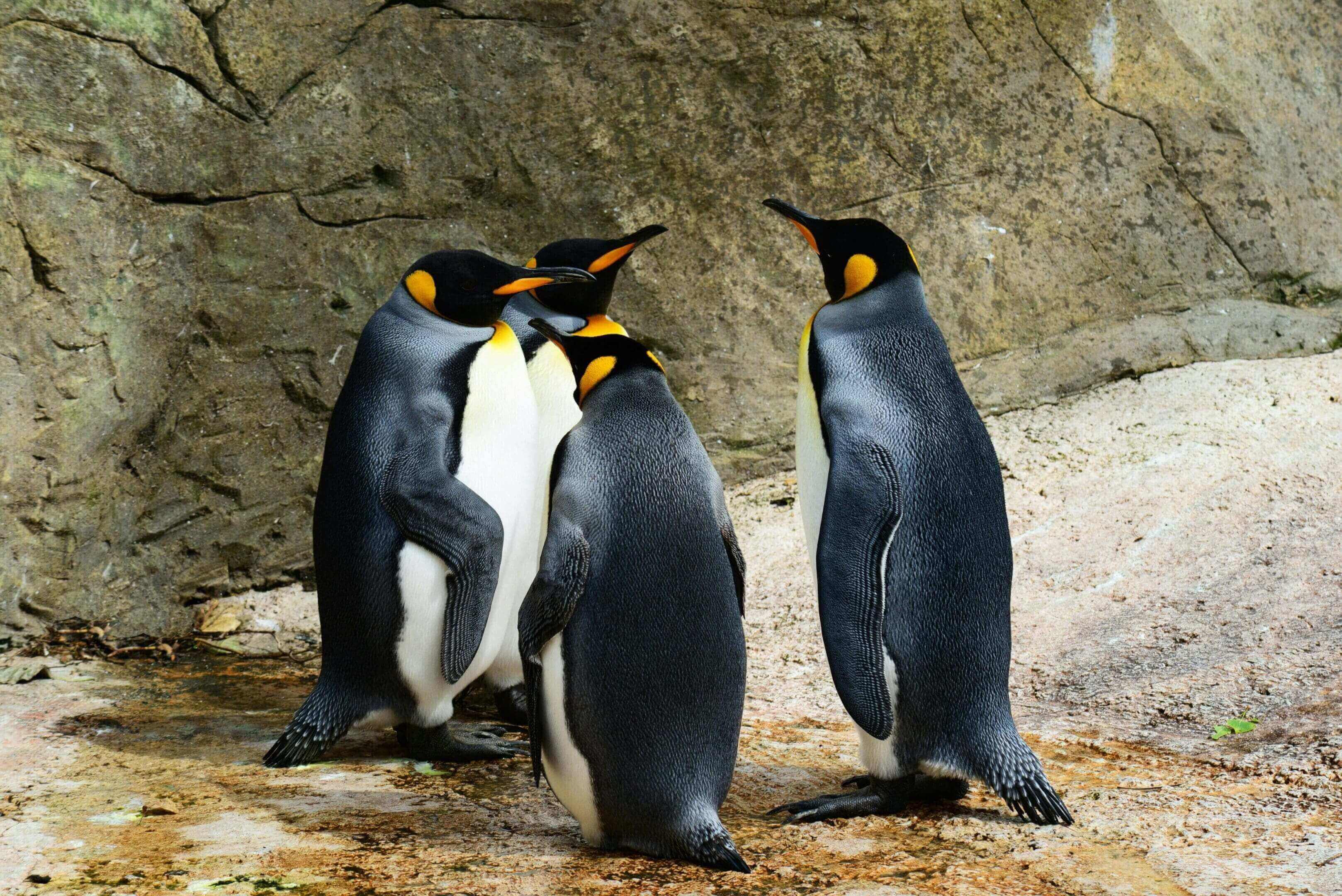 Four king penguins huddled together.