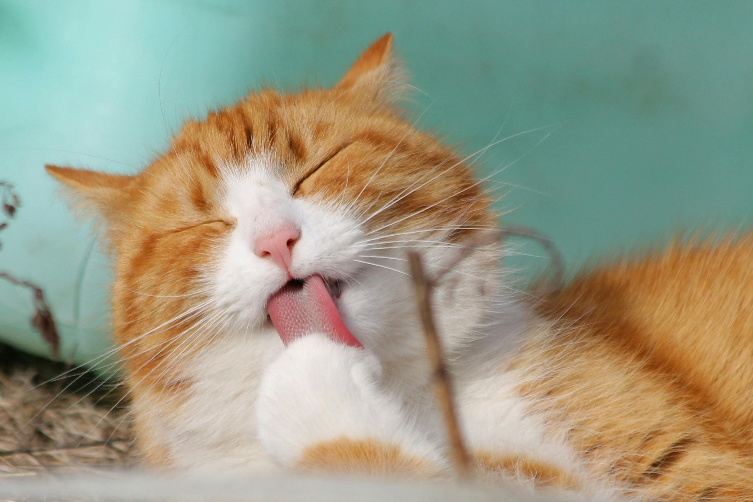 A cat is laying down with its mouth open.