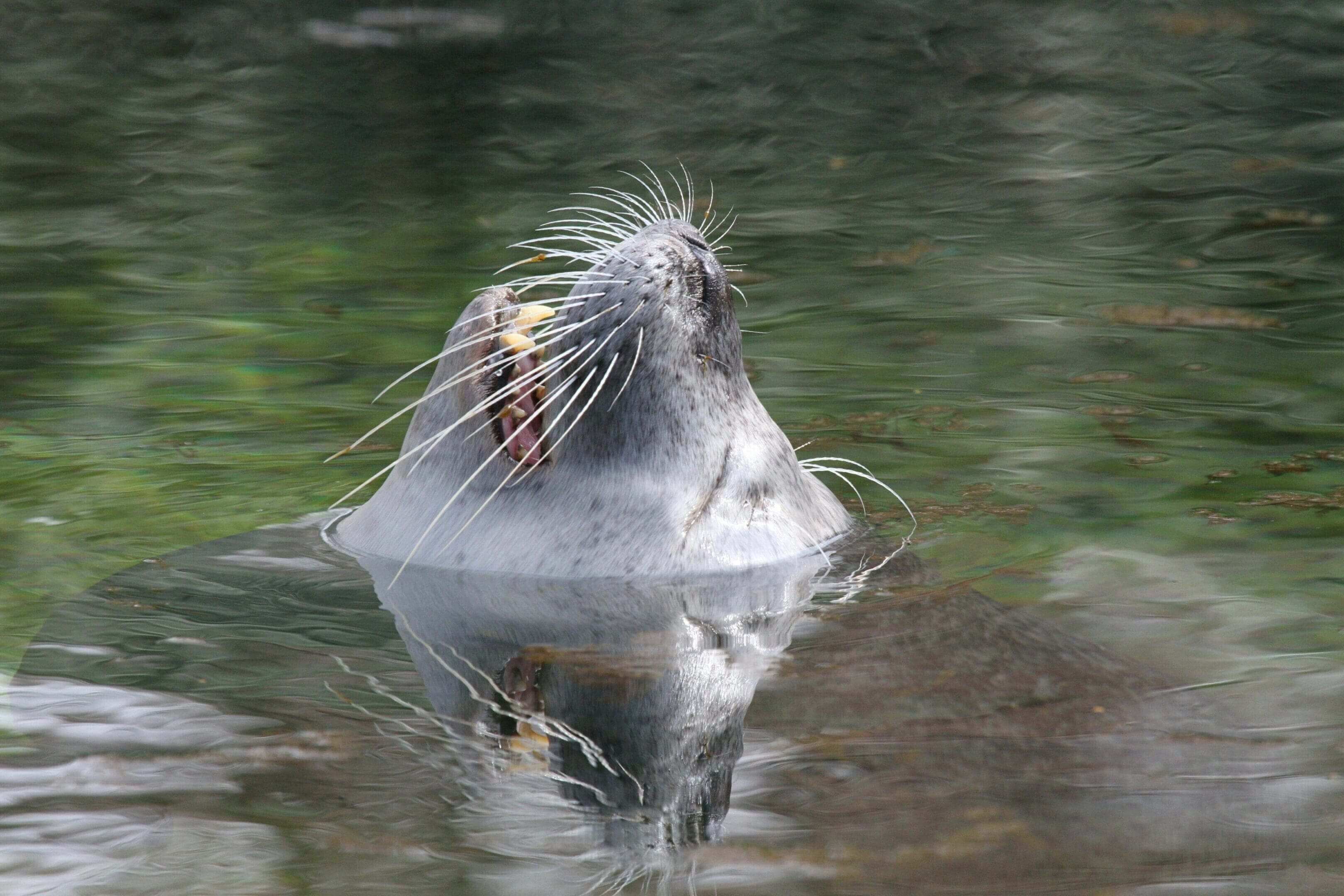 A seal is swimming in the water.