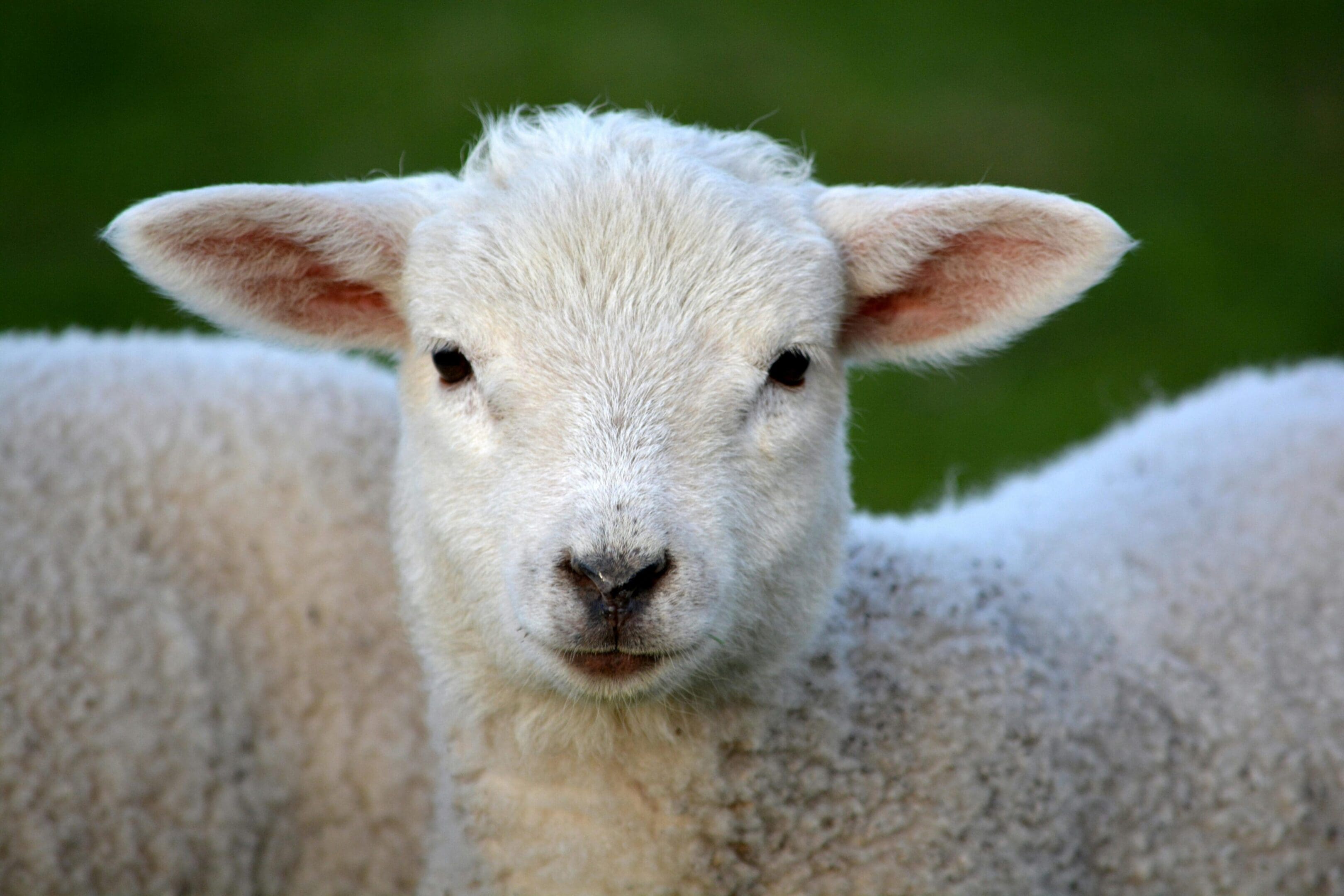 A close up of a sheep 's face with grass in the background