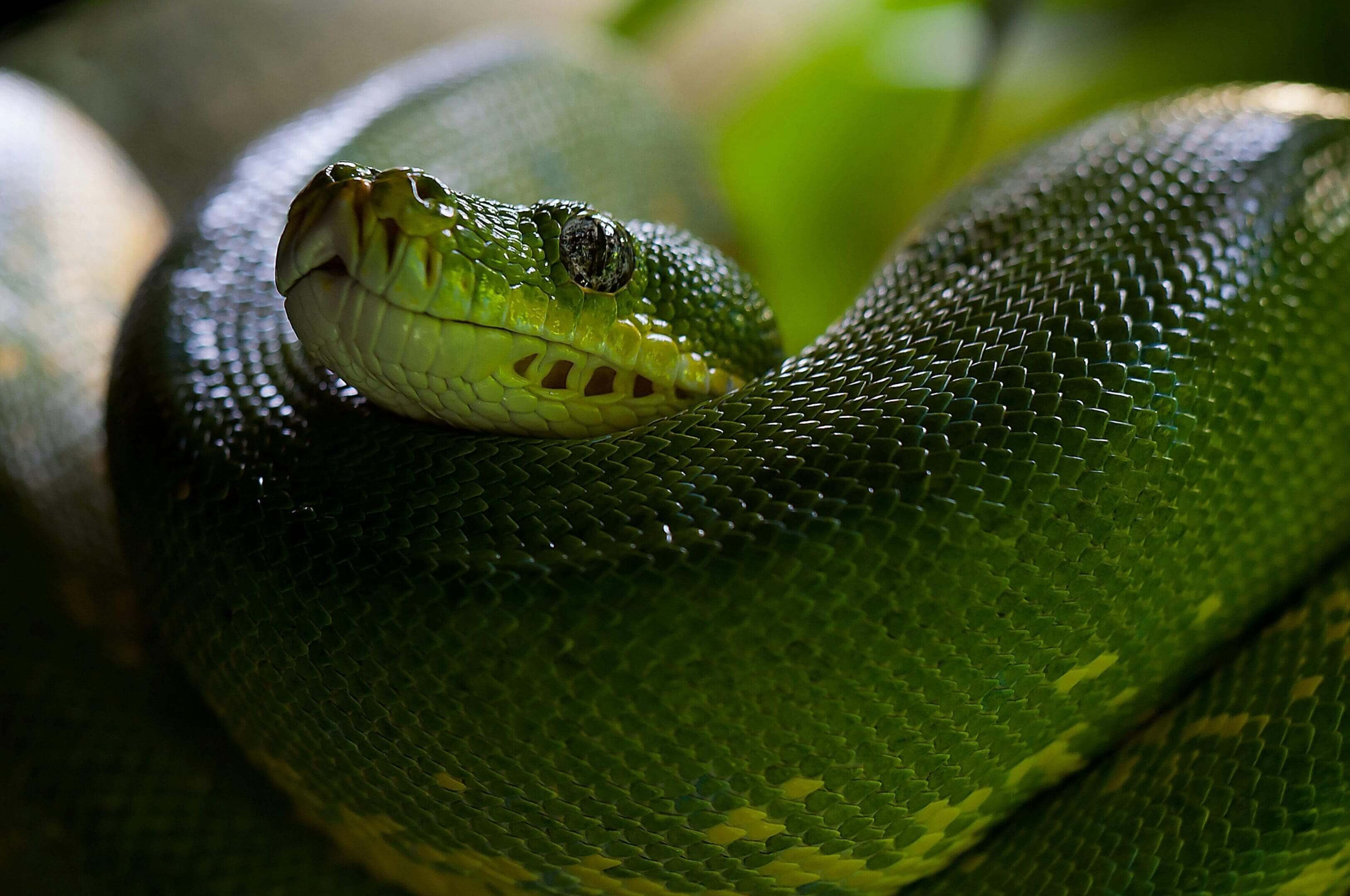 A green snake is curled up on its back.
