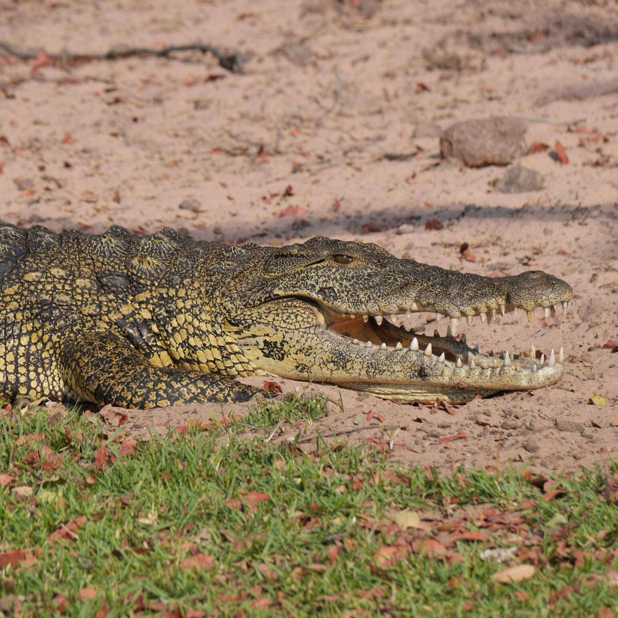 Crocodile resting on sandy ground.