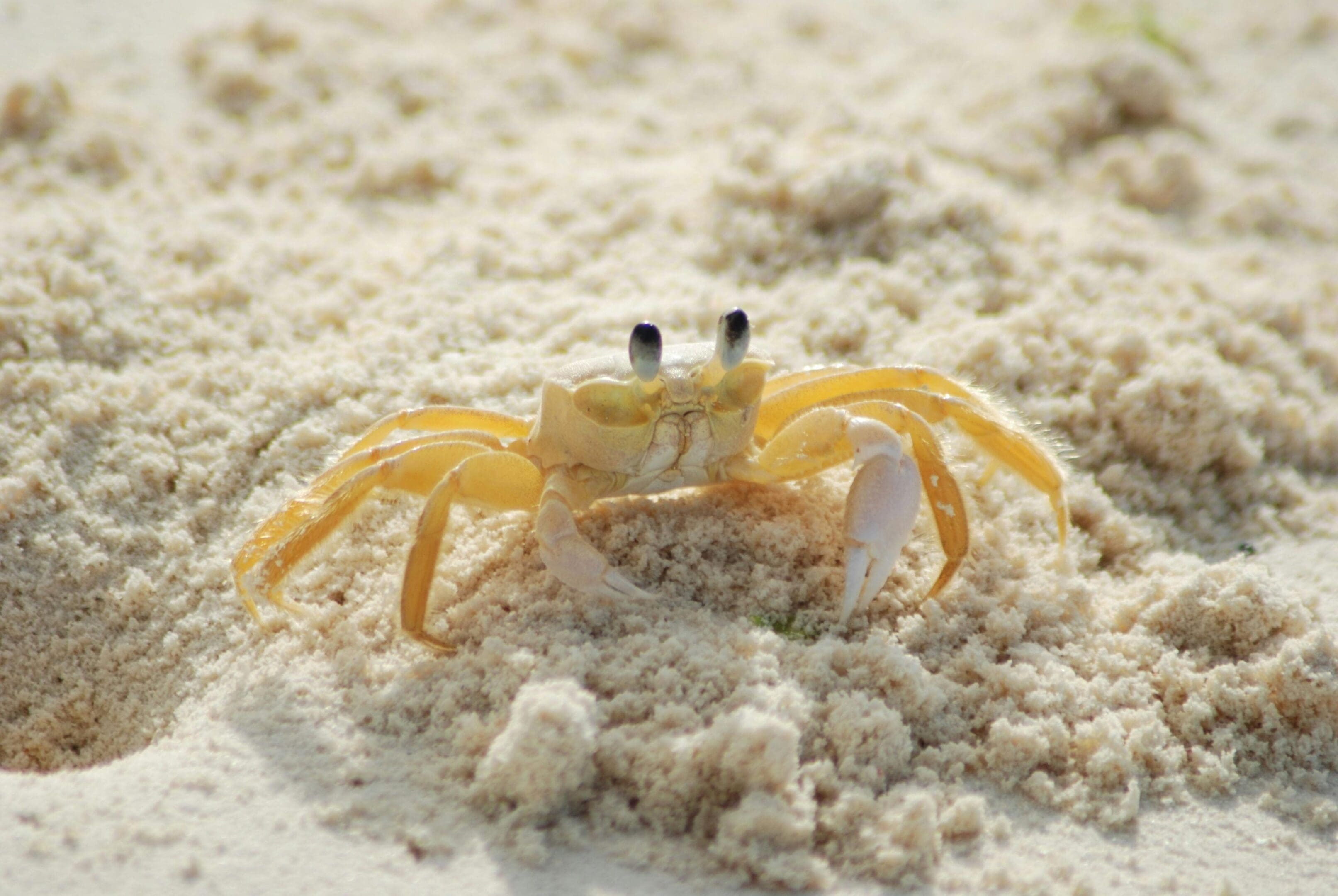 A crab is sitting in the sand on the beach.