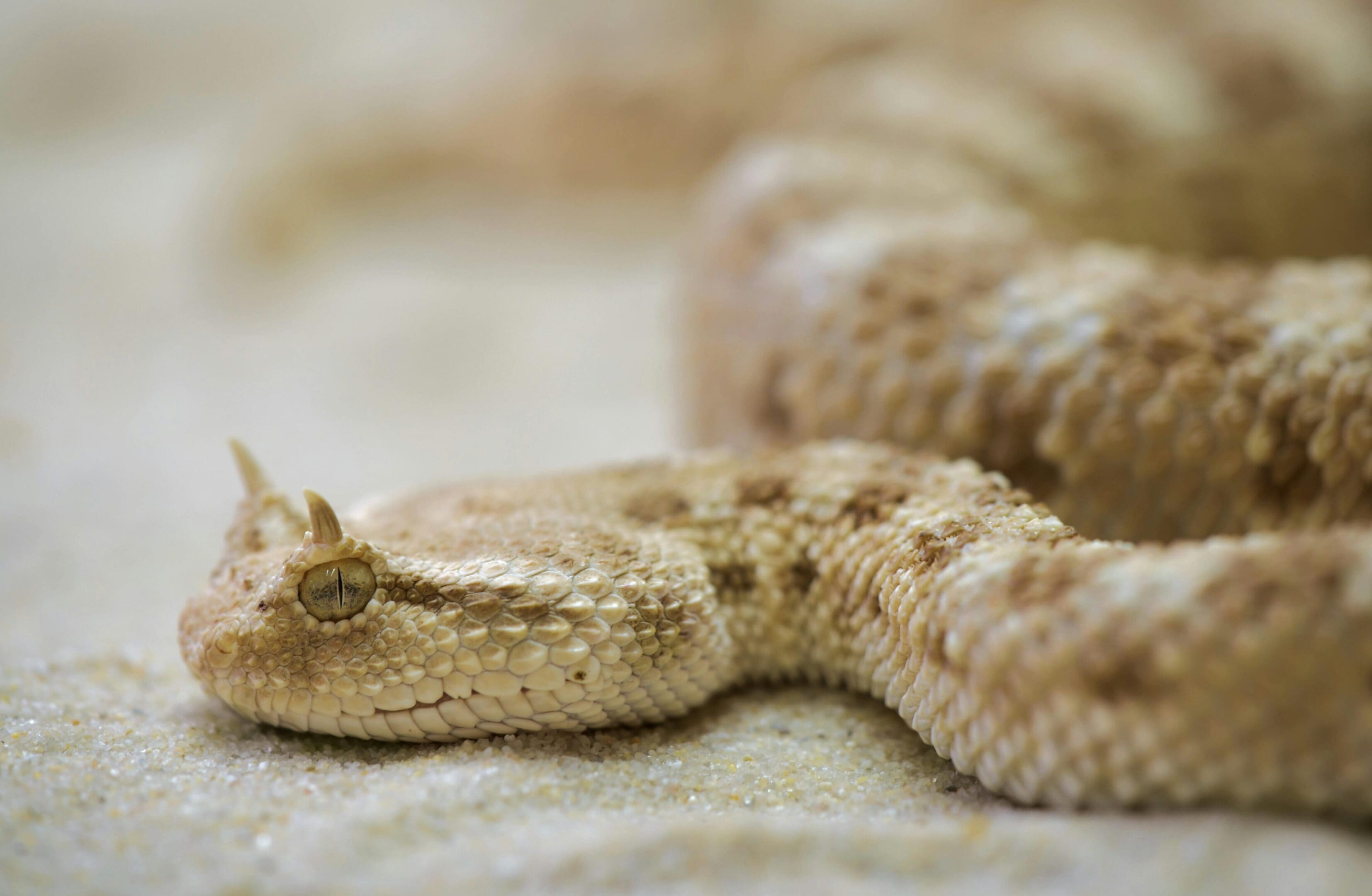 A close up of the head and neck of a snake