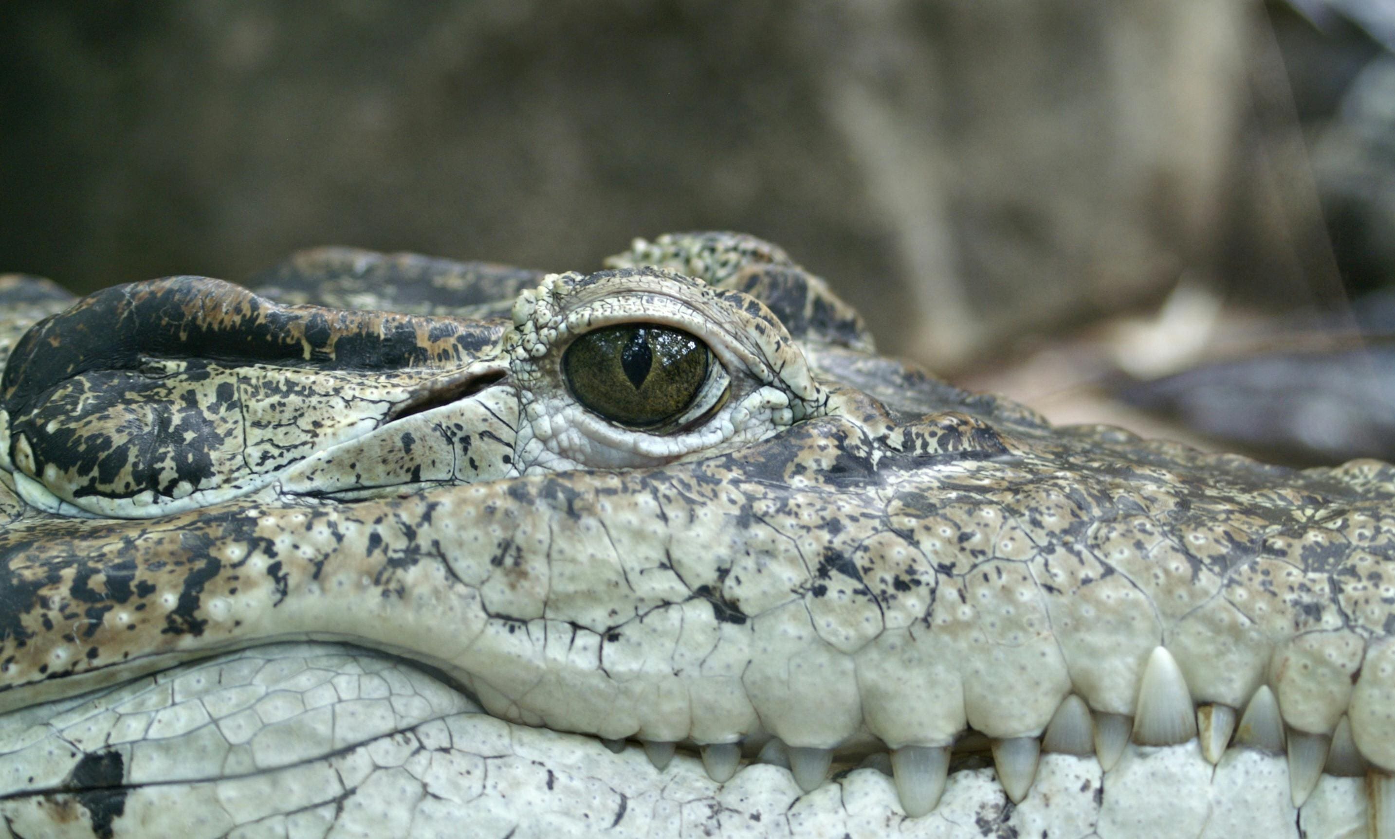 Crocodile's eye and jaw close-up.
