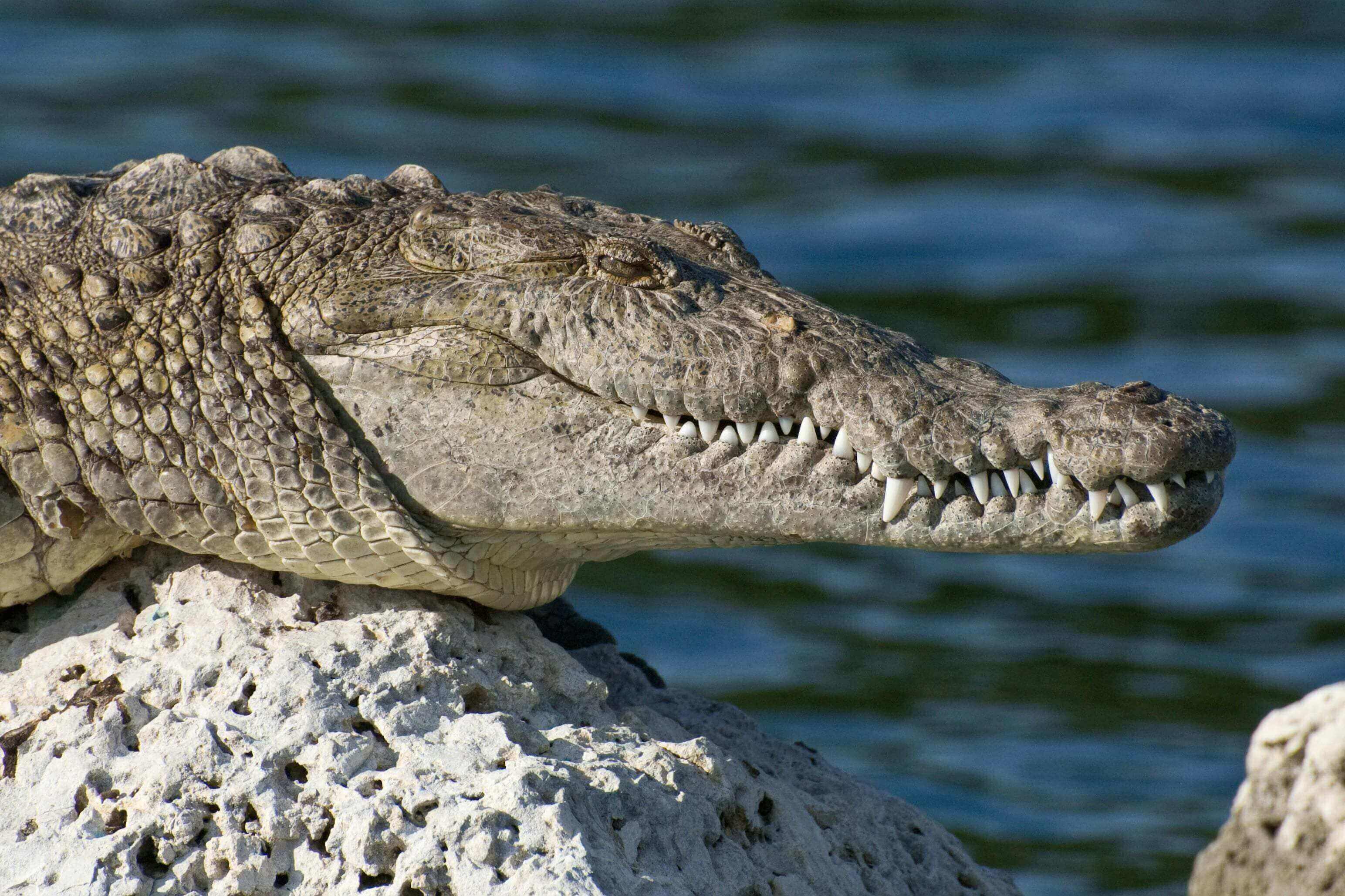 Crocodile resting on rocks near water.