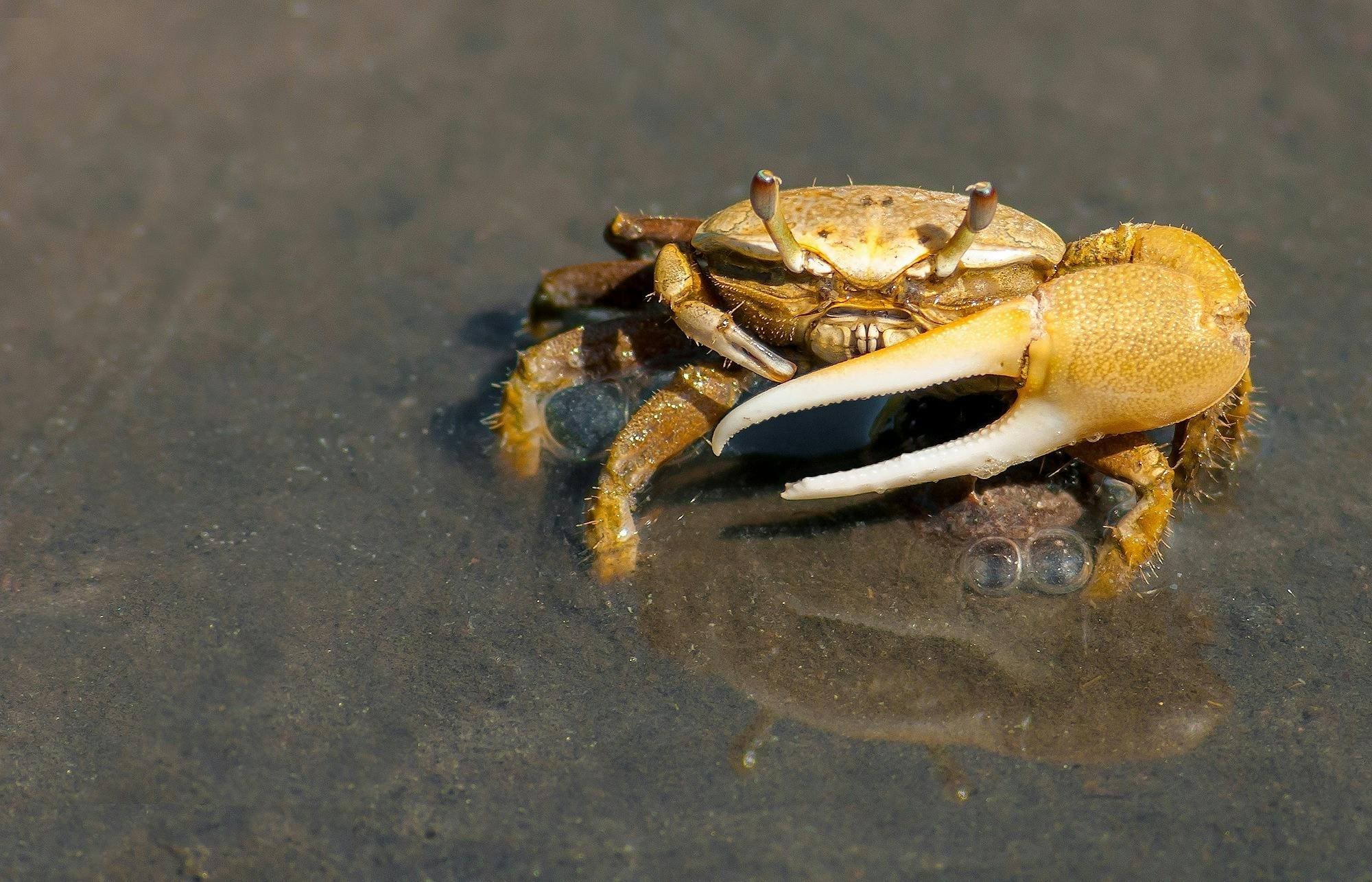 A crab is sitting in the water on the beach.
