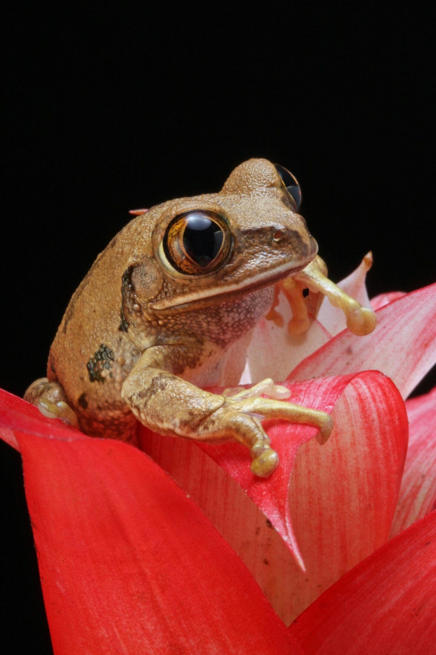 Small frog perched on red flower.