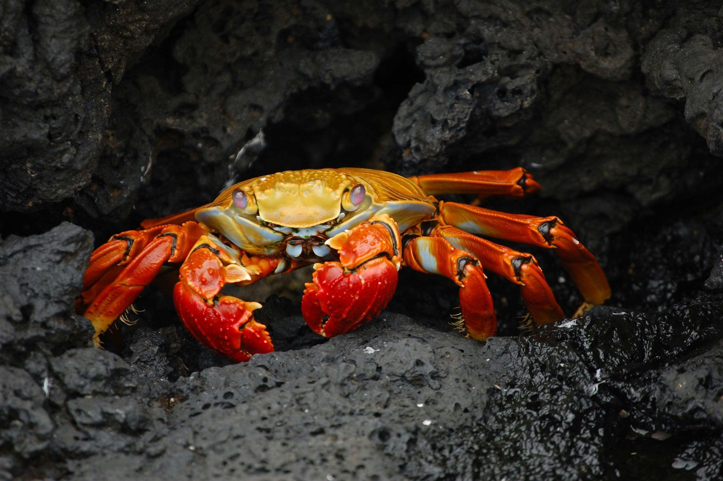 A crab is sitting on the rocks in the dark.