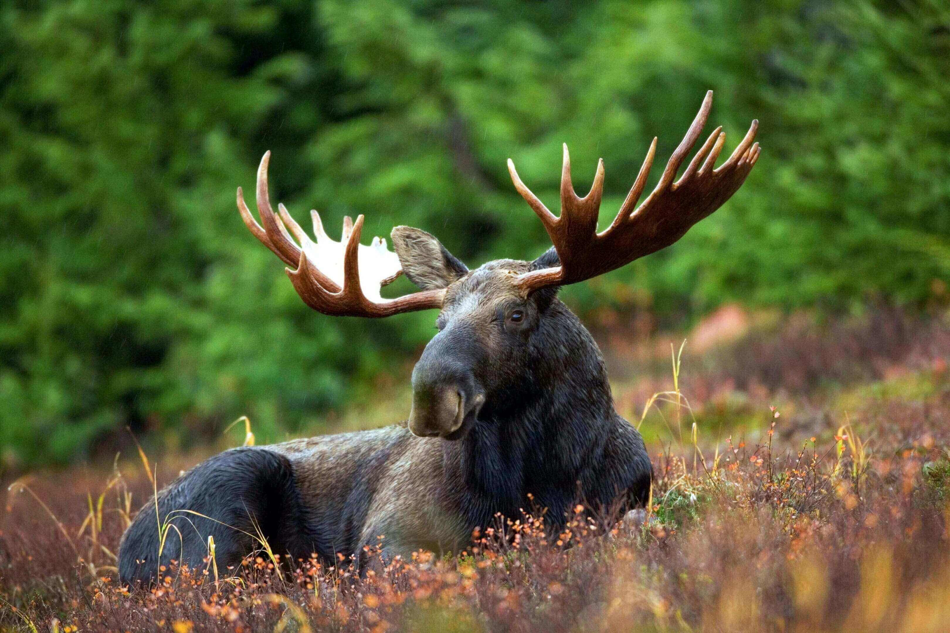 A moose with large antlers laying in the grass.