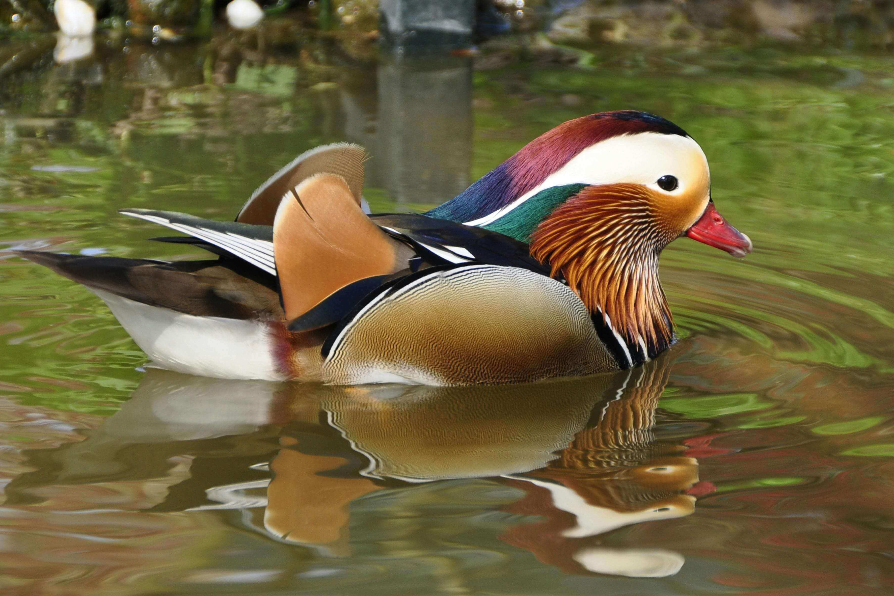 A duck swimming in the water near some bushes.