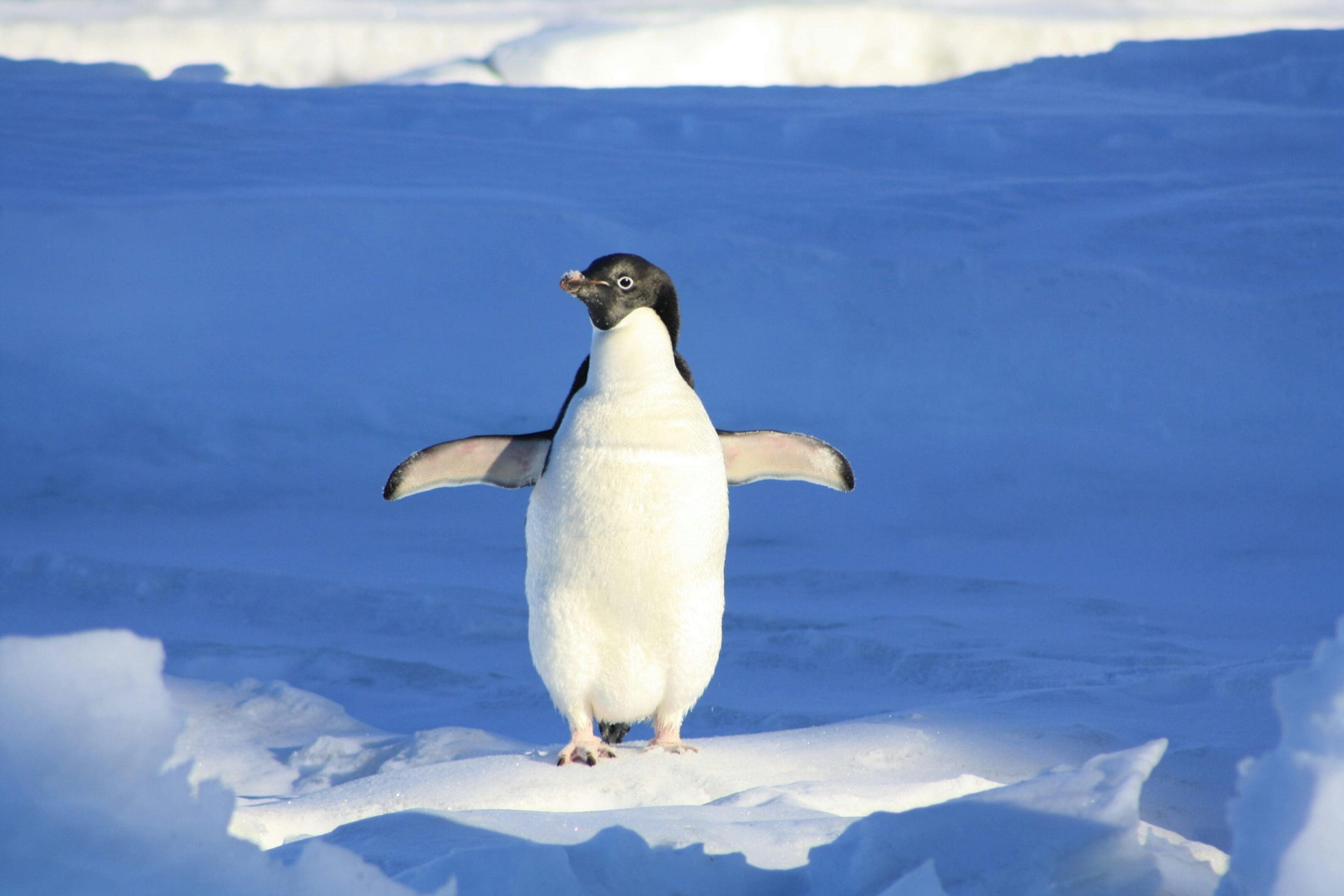 Adlie penguin standing on snow.
