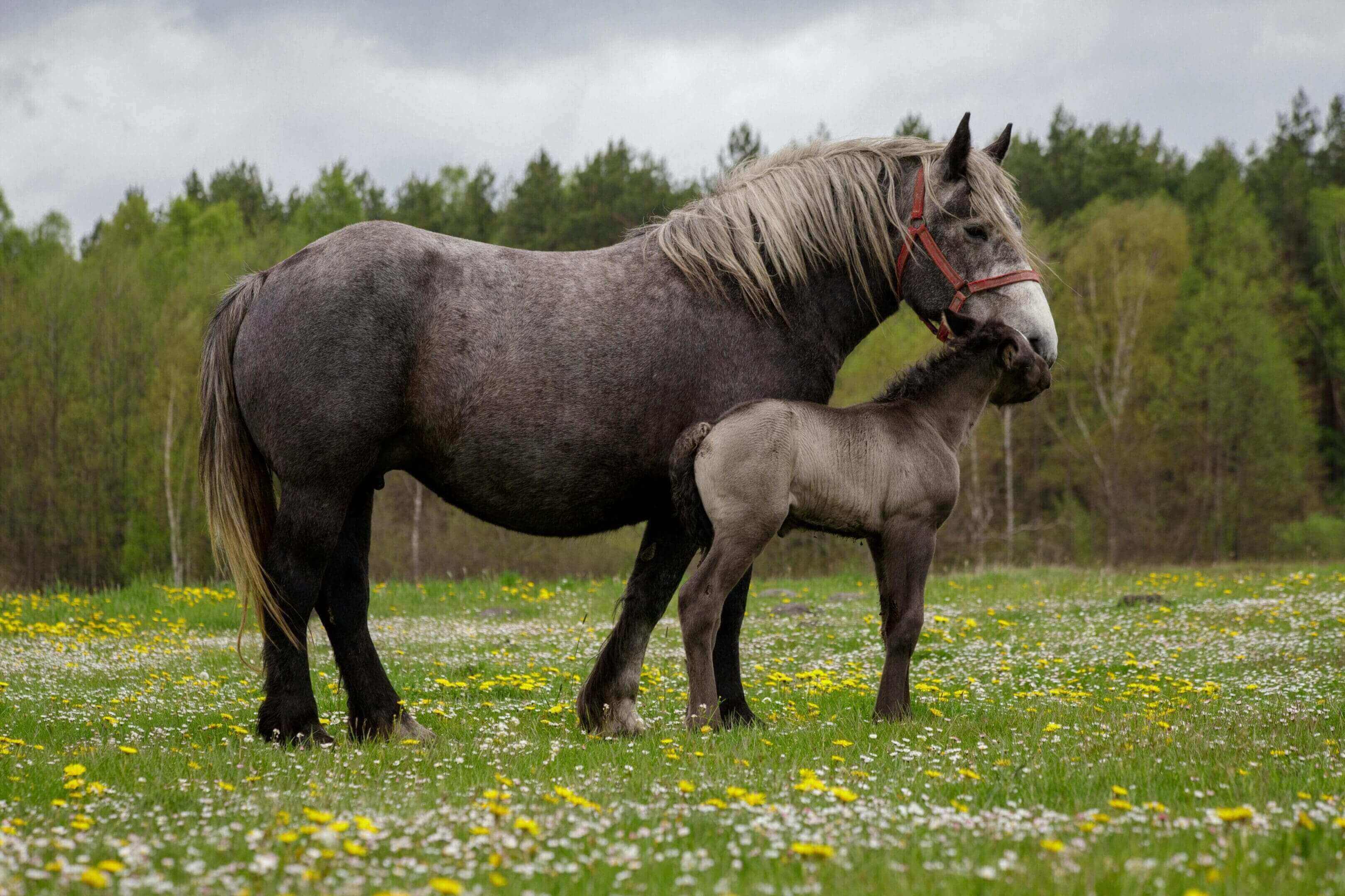 A horse and its foal in the grass.