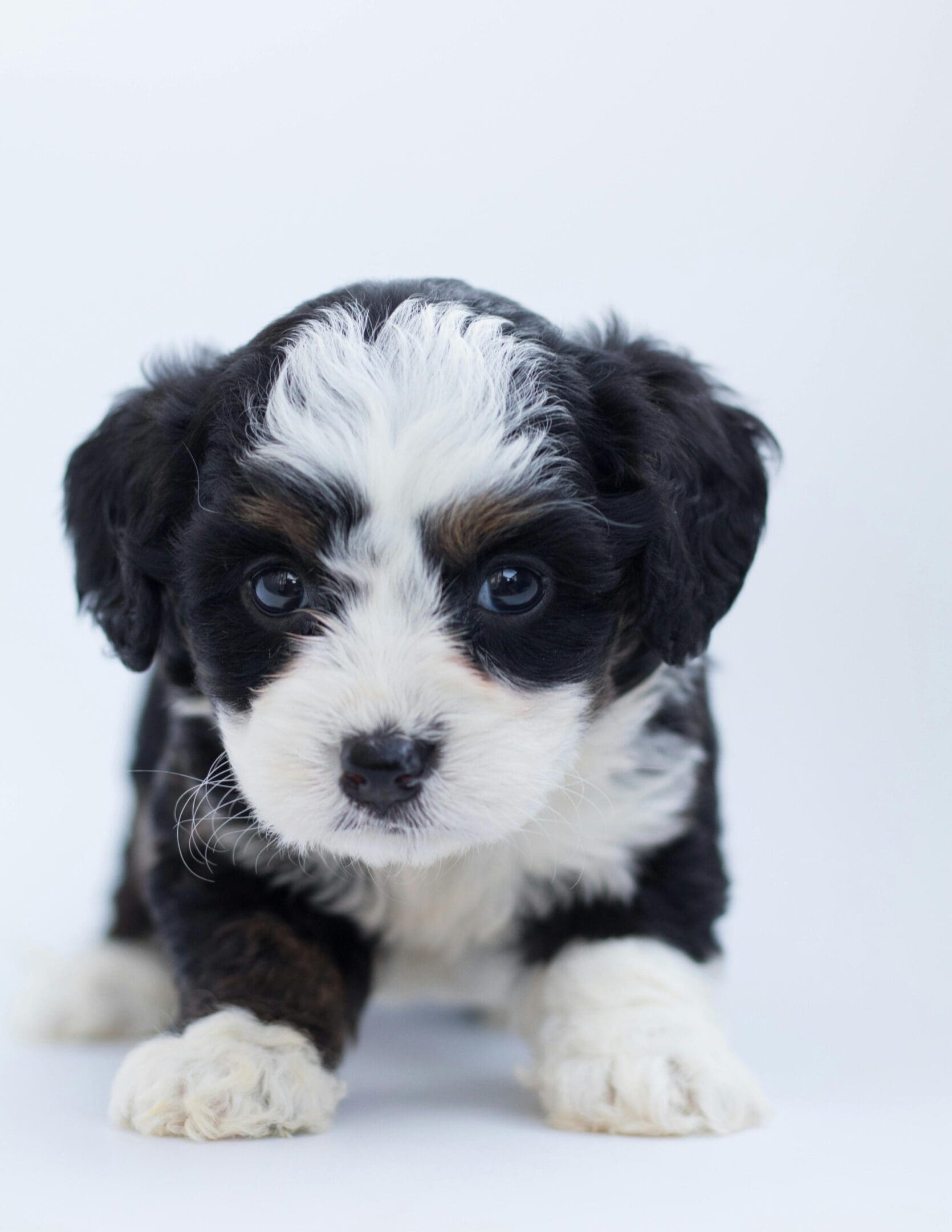 A black and white puppy is sitting on the ground.
