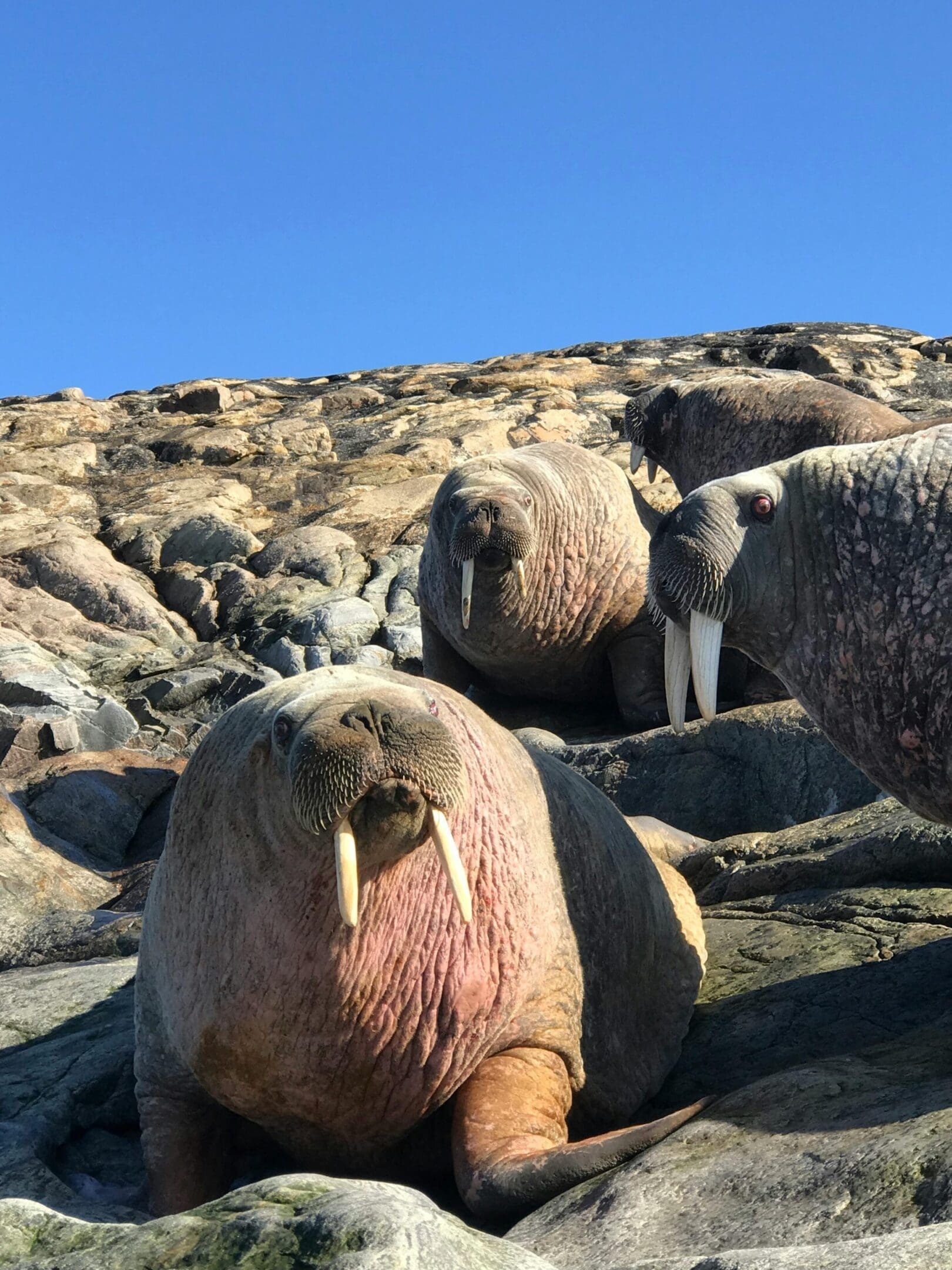 Walruses on rocky shore, sunny day.