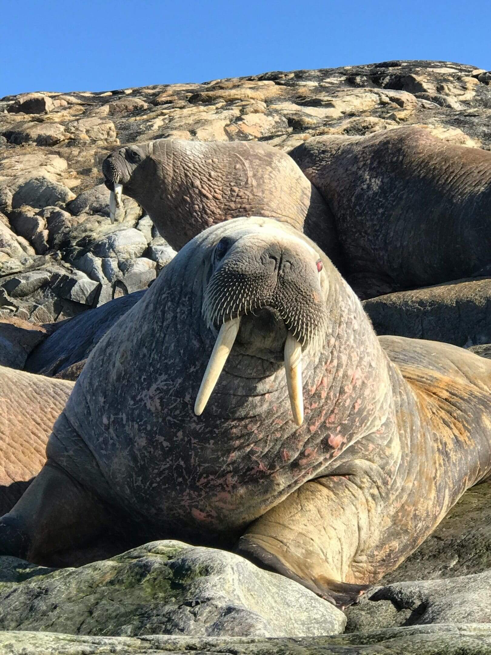 Walrus on rocky shore, close-up.