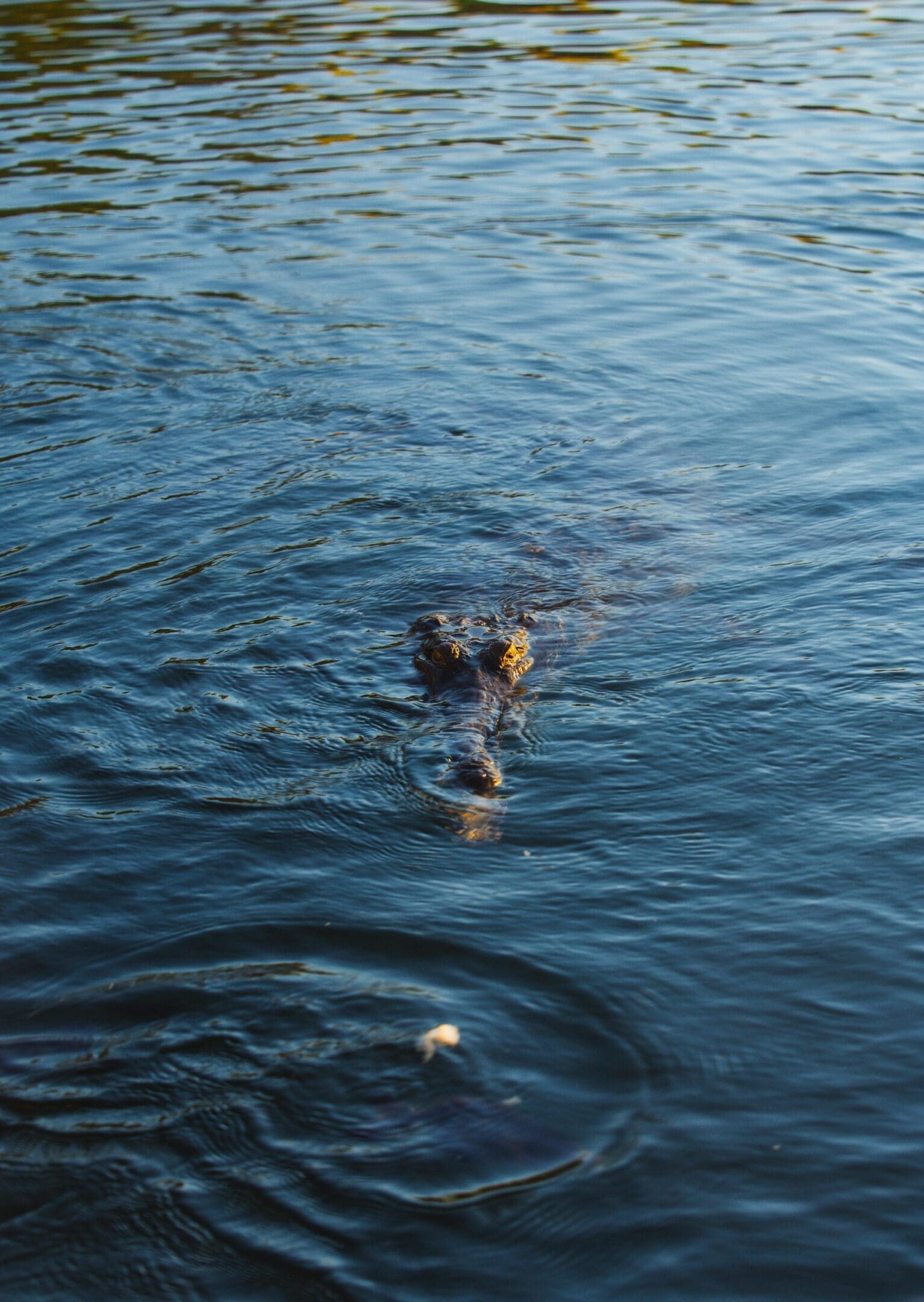 A dog swimming in the water with its head above the surface.
