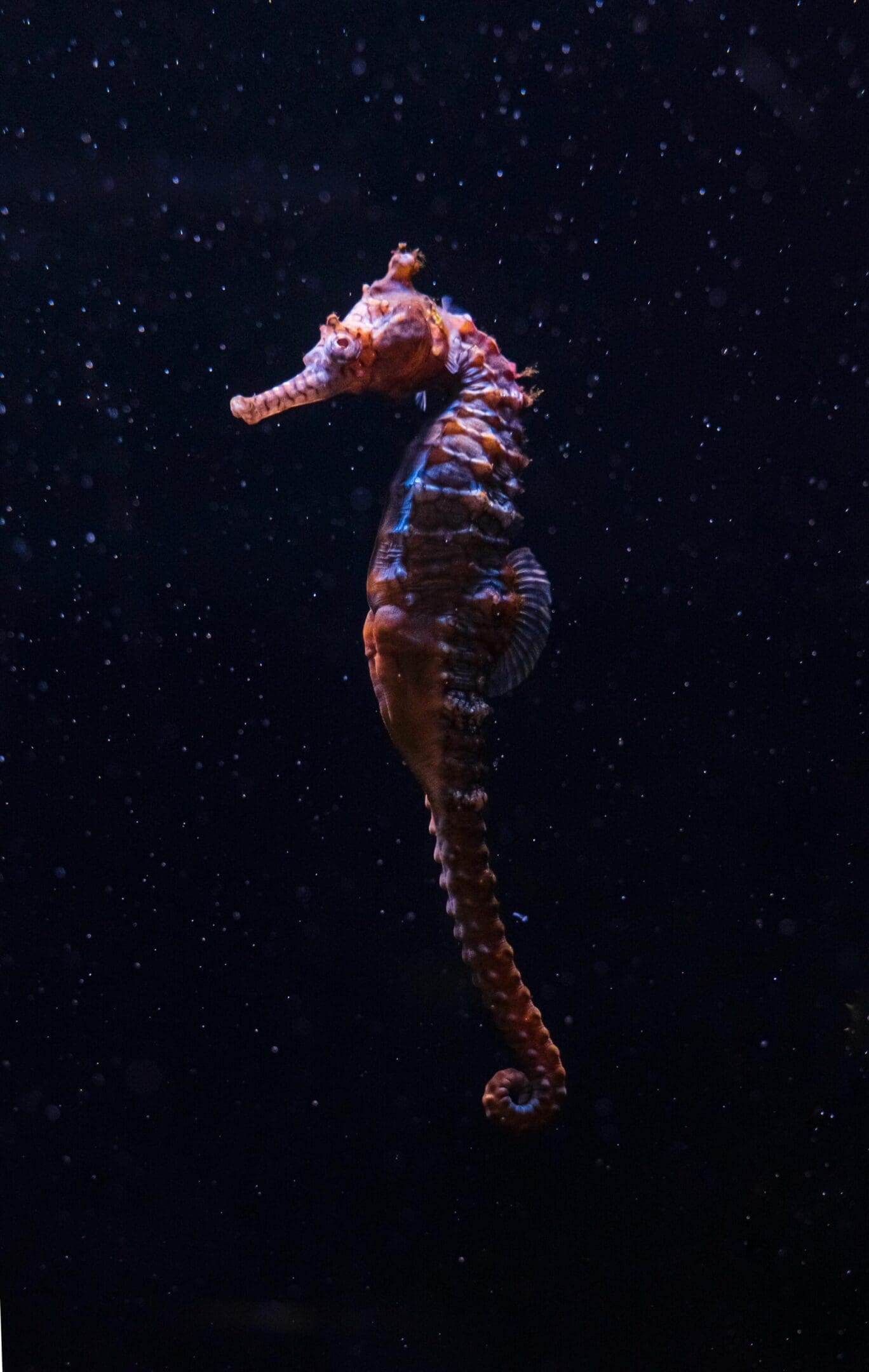 A sea horse is swimming in the dark.