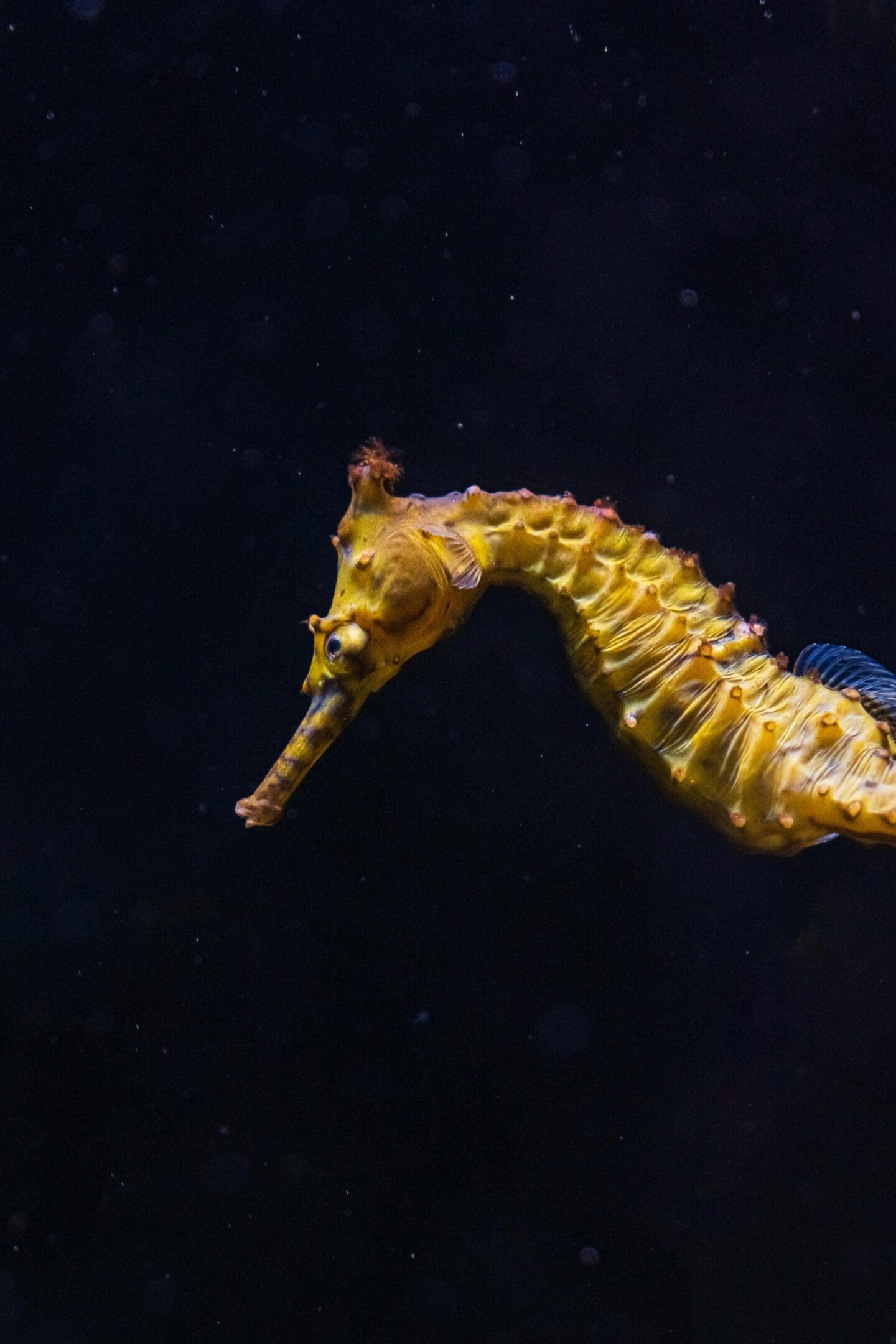 A yellow and blue sea horse swimming in the ocean.