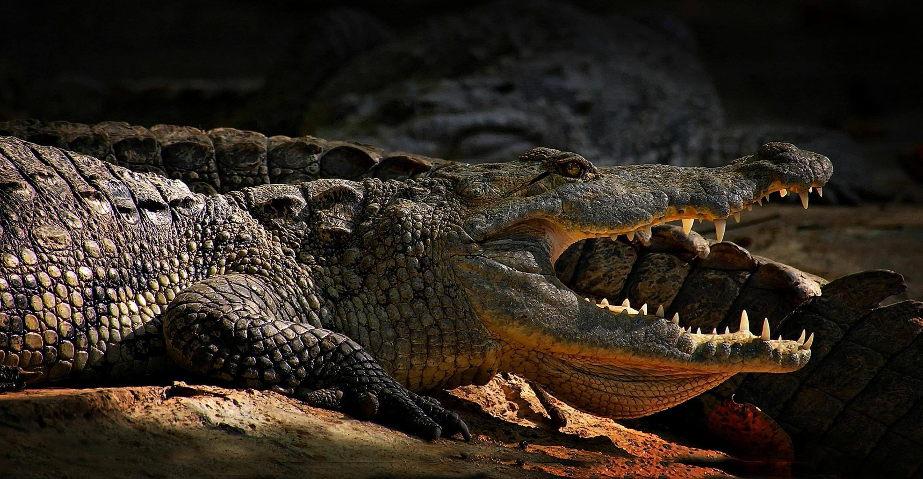 Large crocodile with open mouth, sharp teeth.