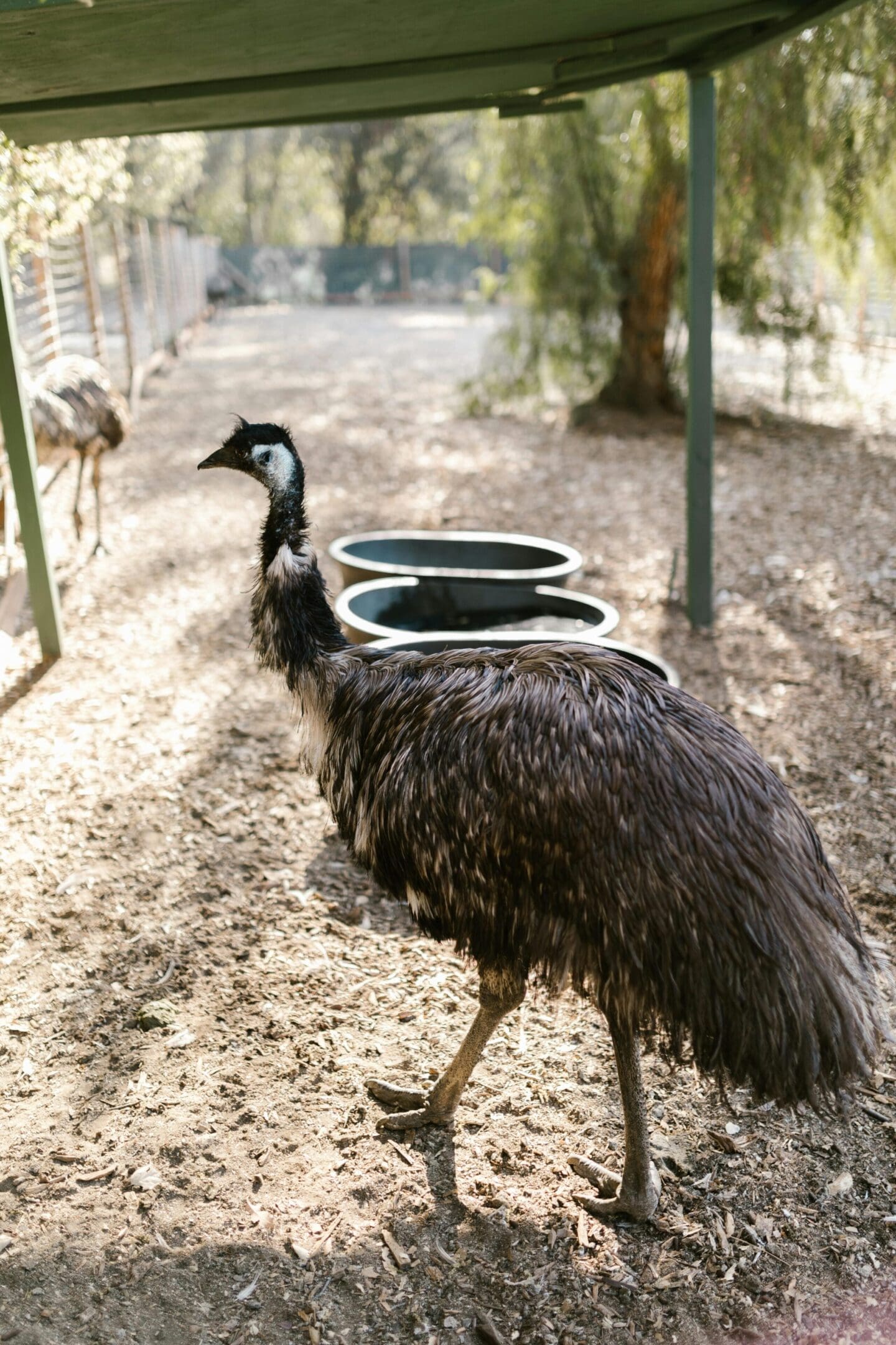 Emu bird in enclosure outdoors.