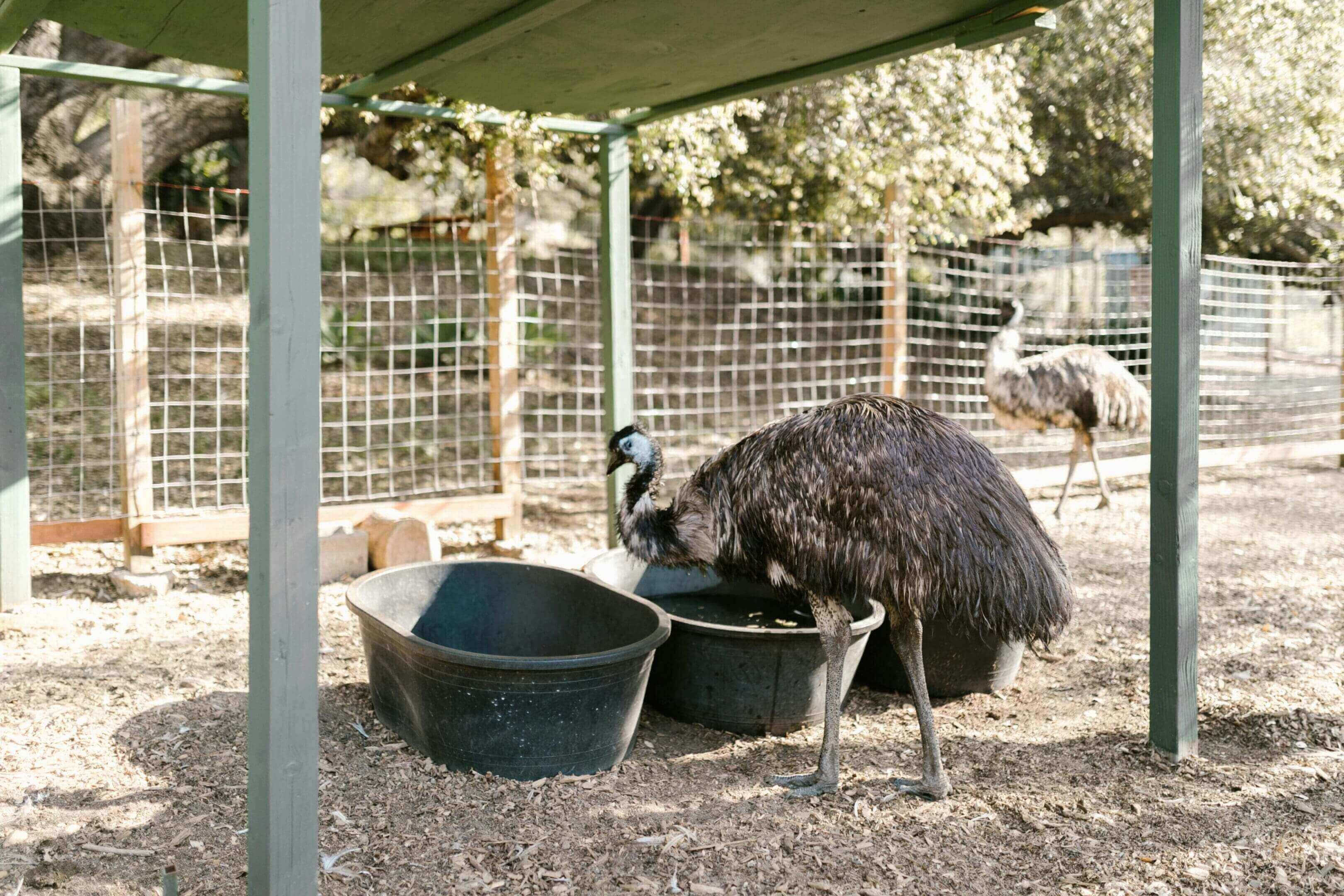 Emu drinking from water trough.