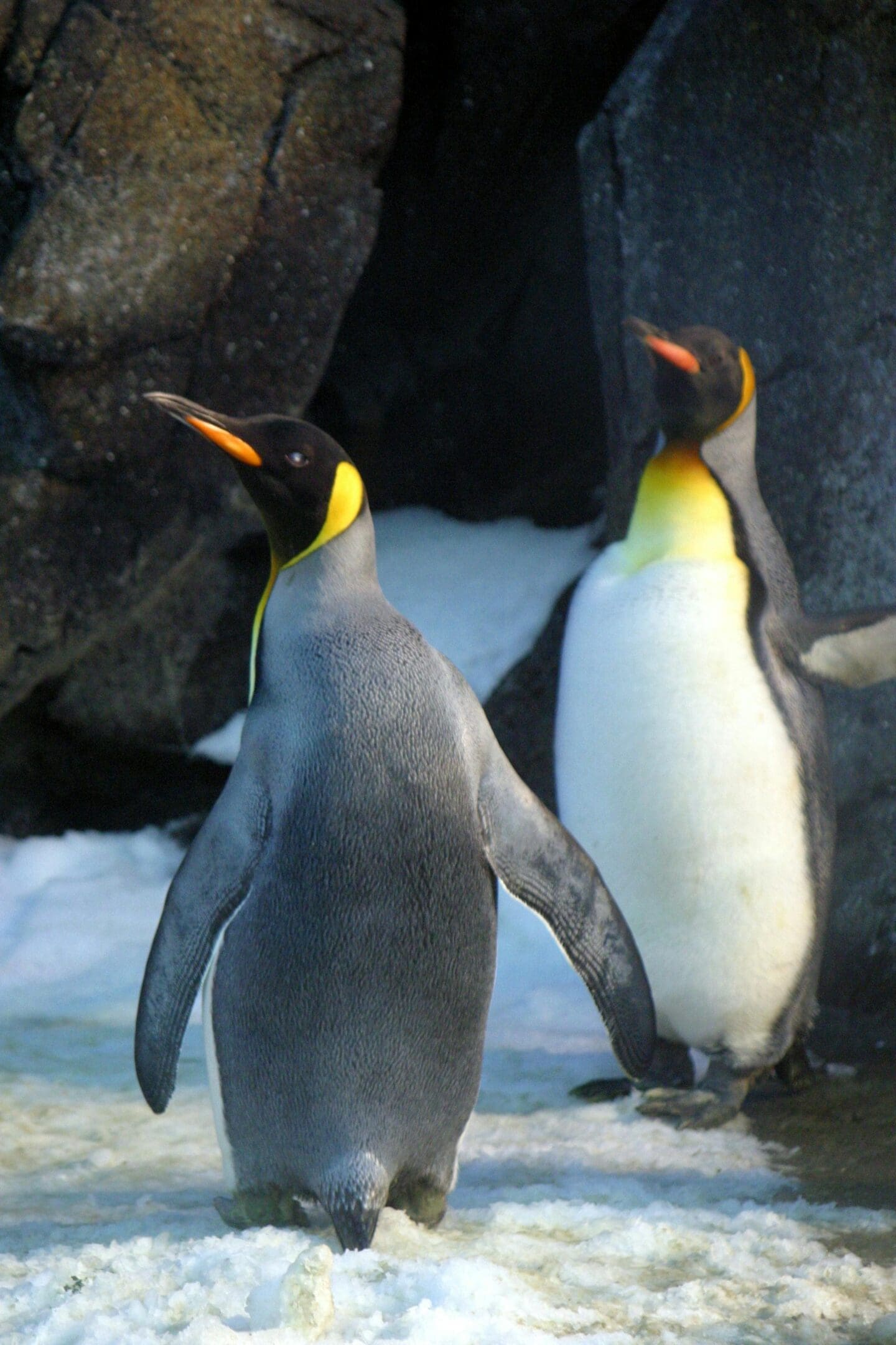 Two king penguins on snowy ground.