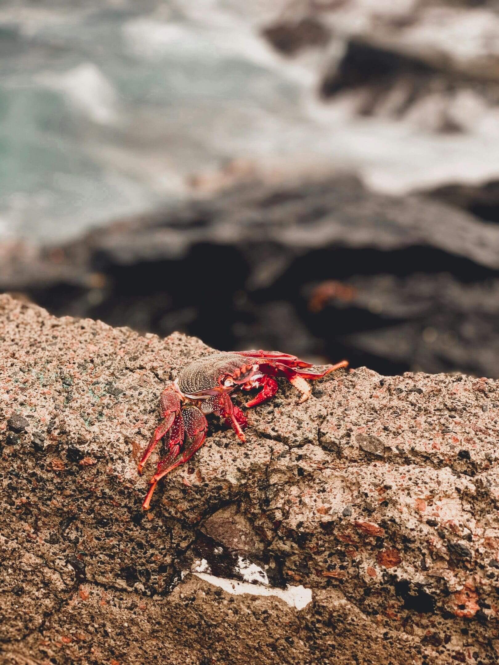 A crab is sitting on the rocks by the water.