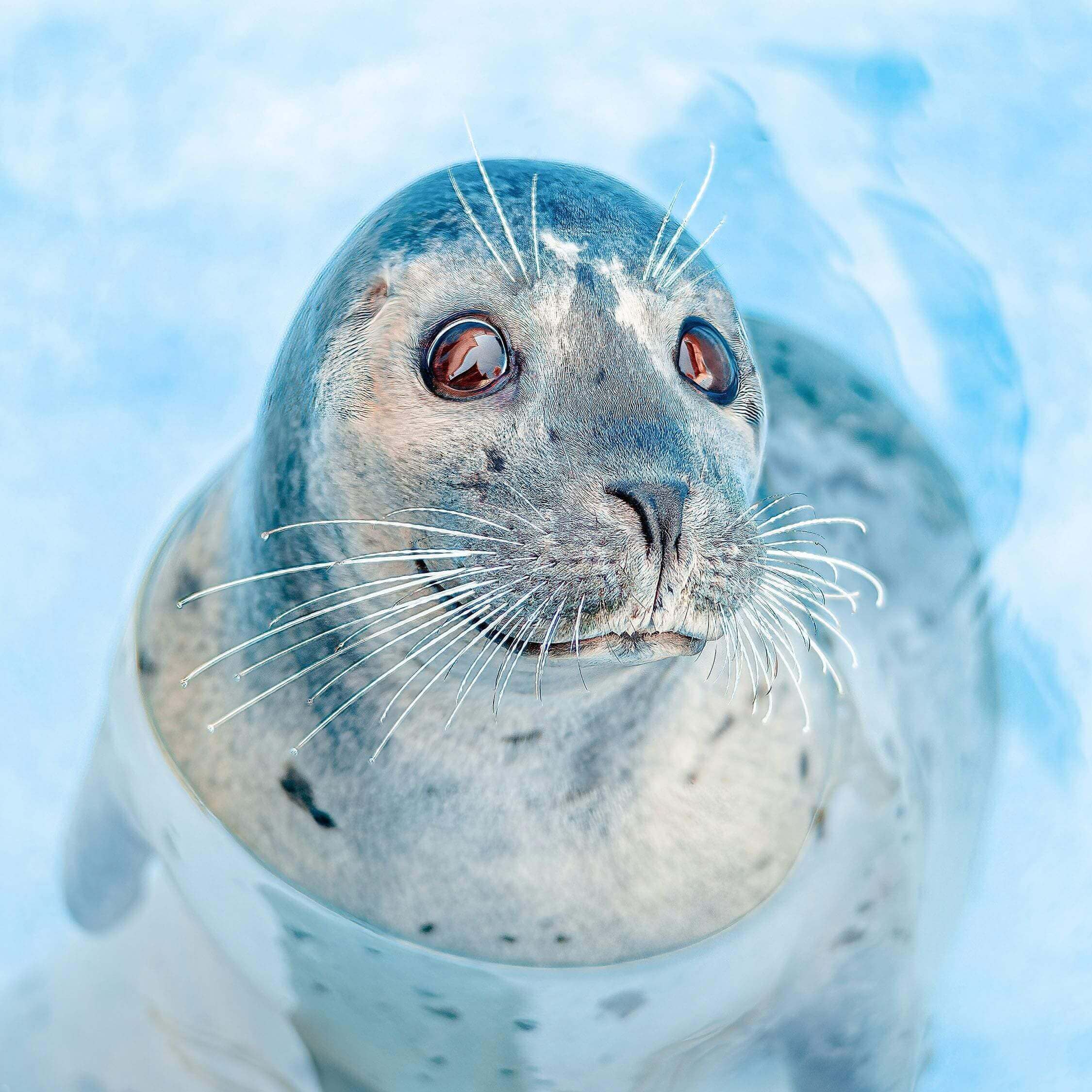 A seal is swimming in the water.
