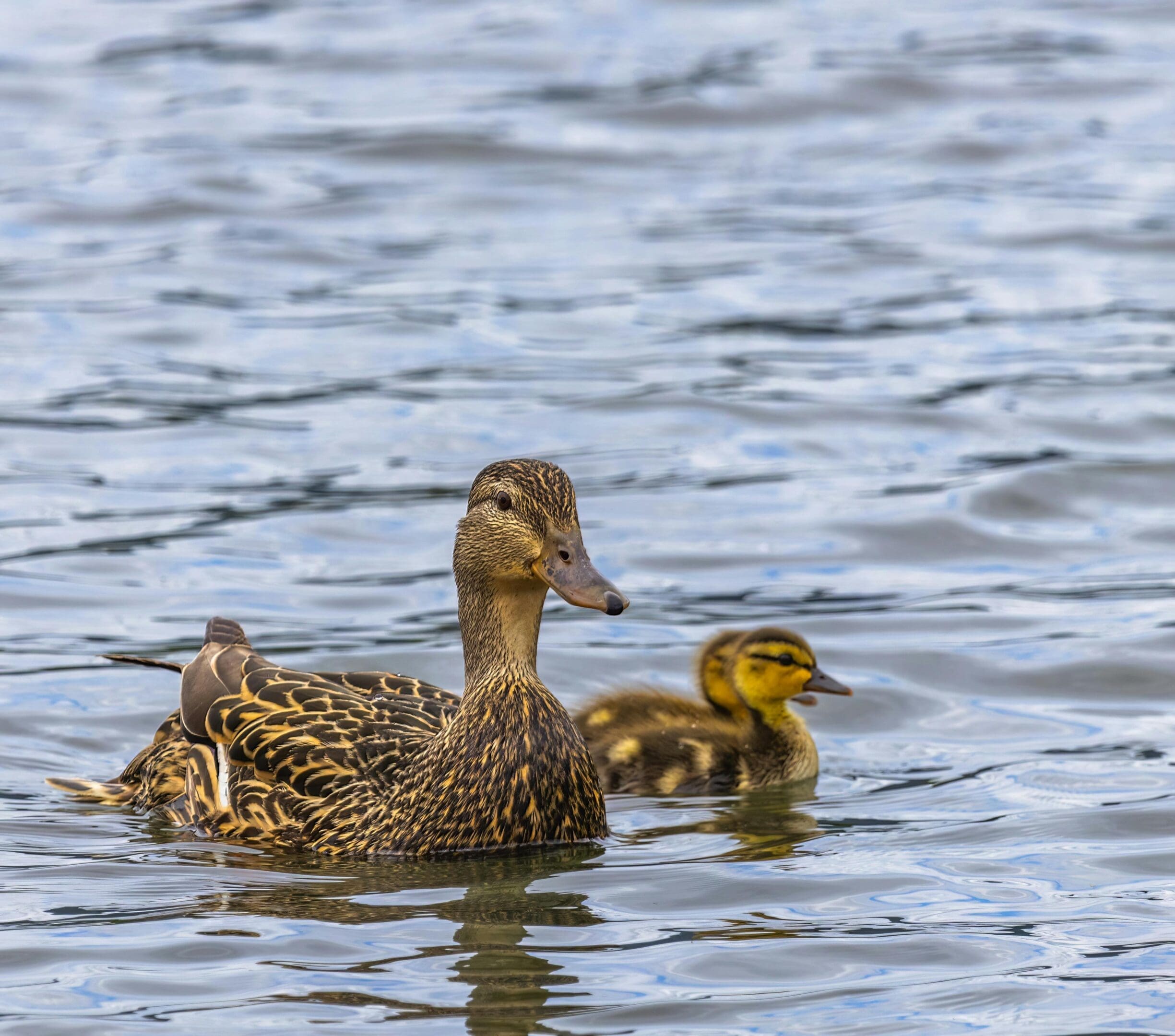 A duck and her ducklings swimming in the water.