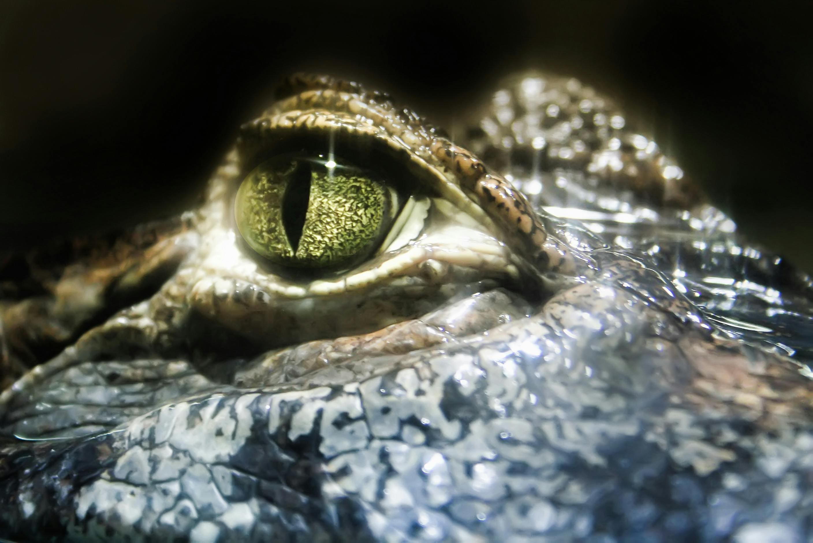 Alligator pictures for kids: alligator eye