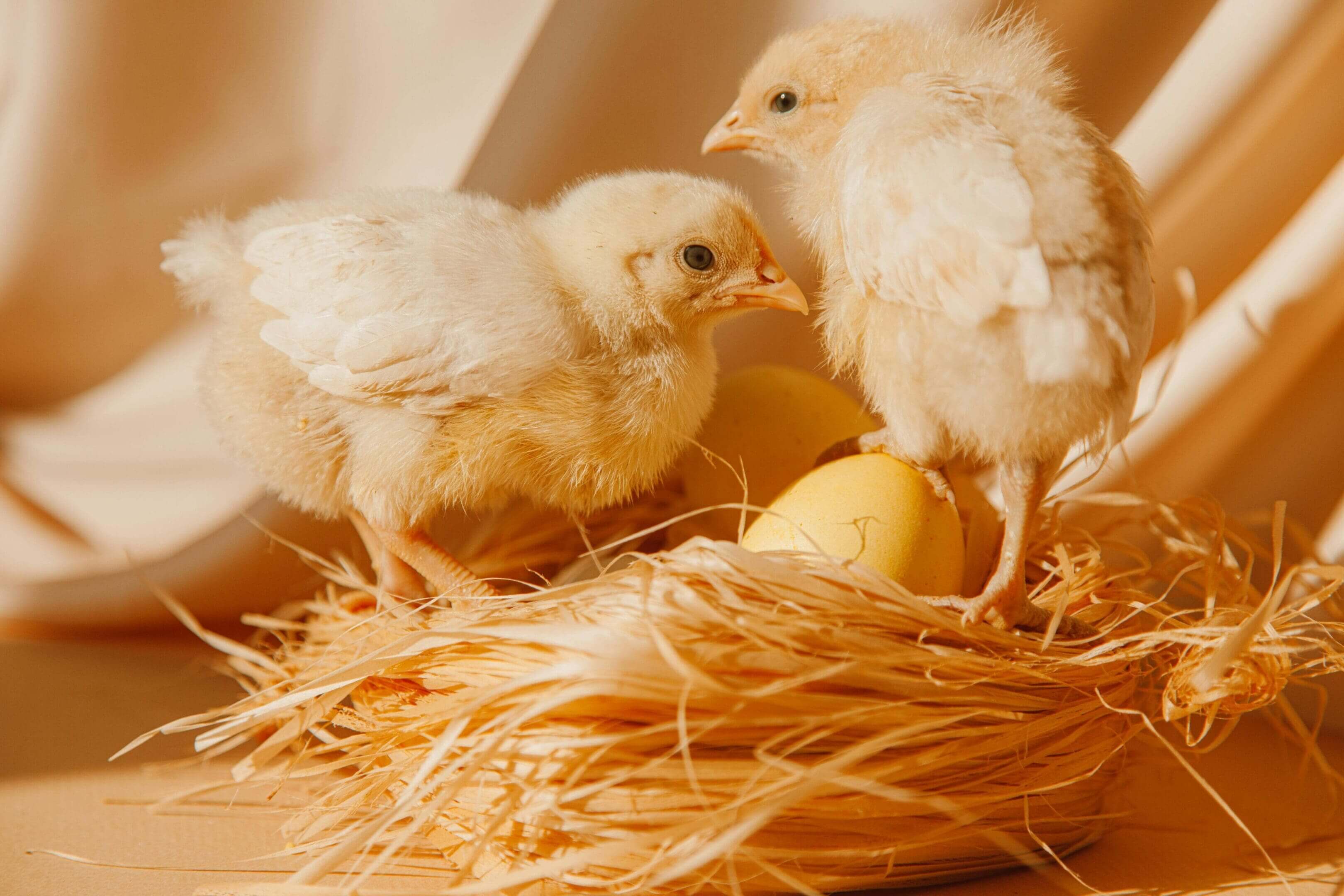 Two baby chickens in a nest with an apple.