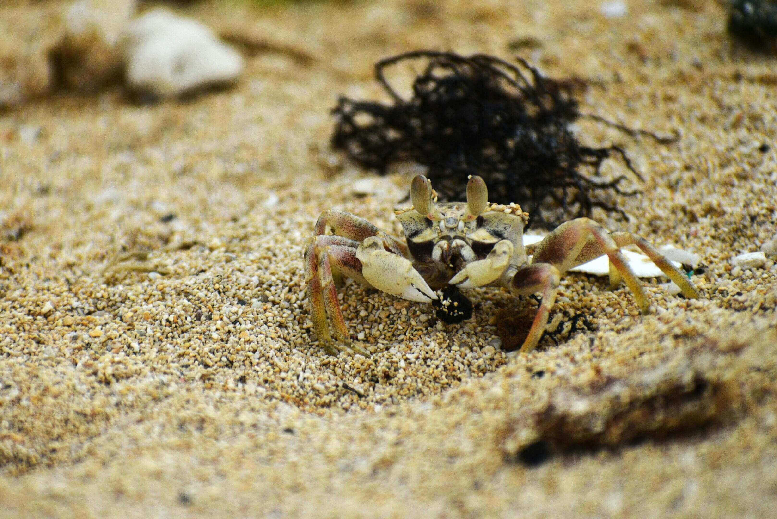 A crab is sitting on the sand near some ropes.