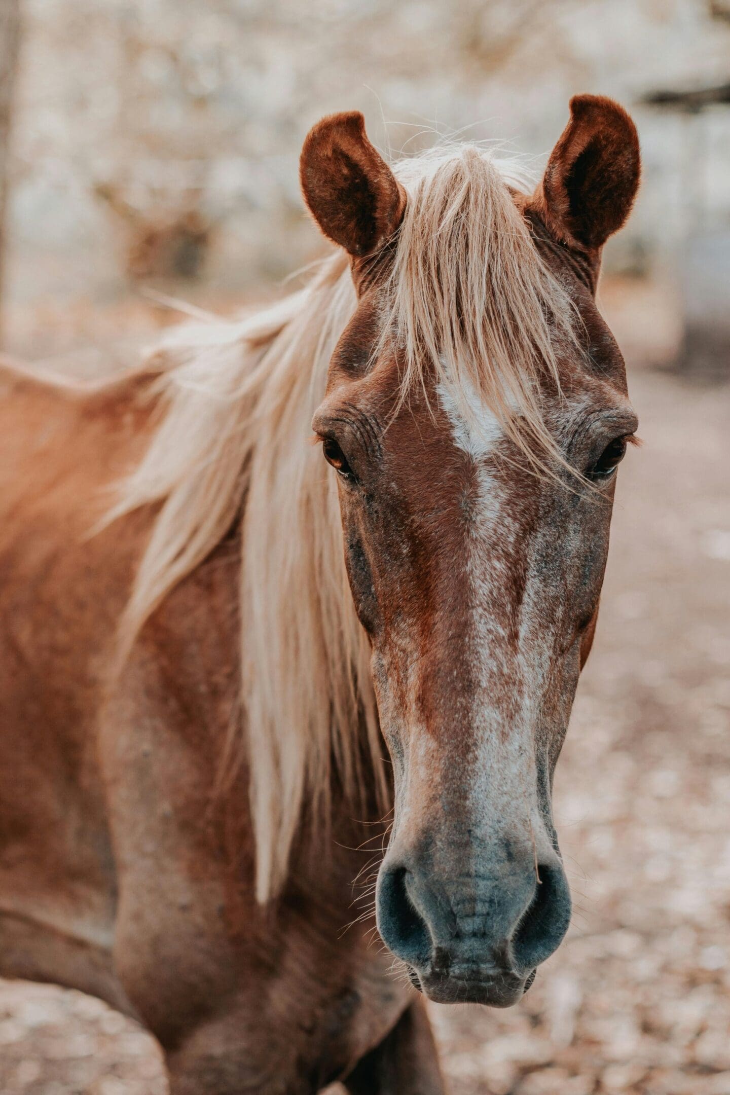 A horse with long mane standing in the dirt.