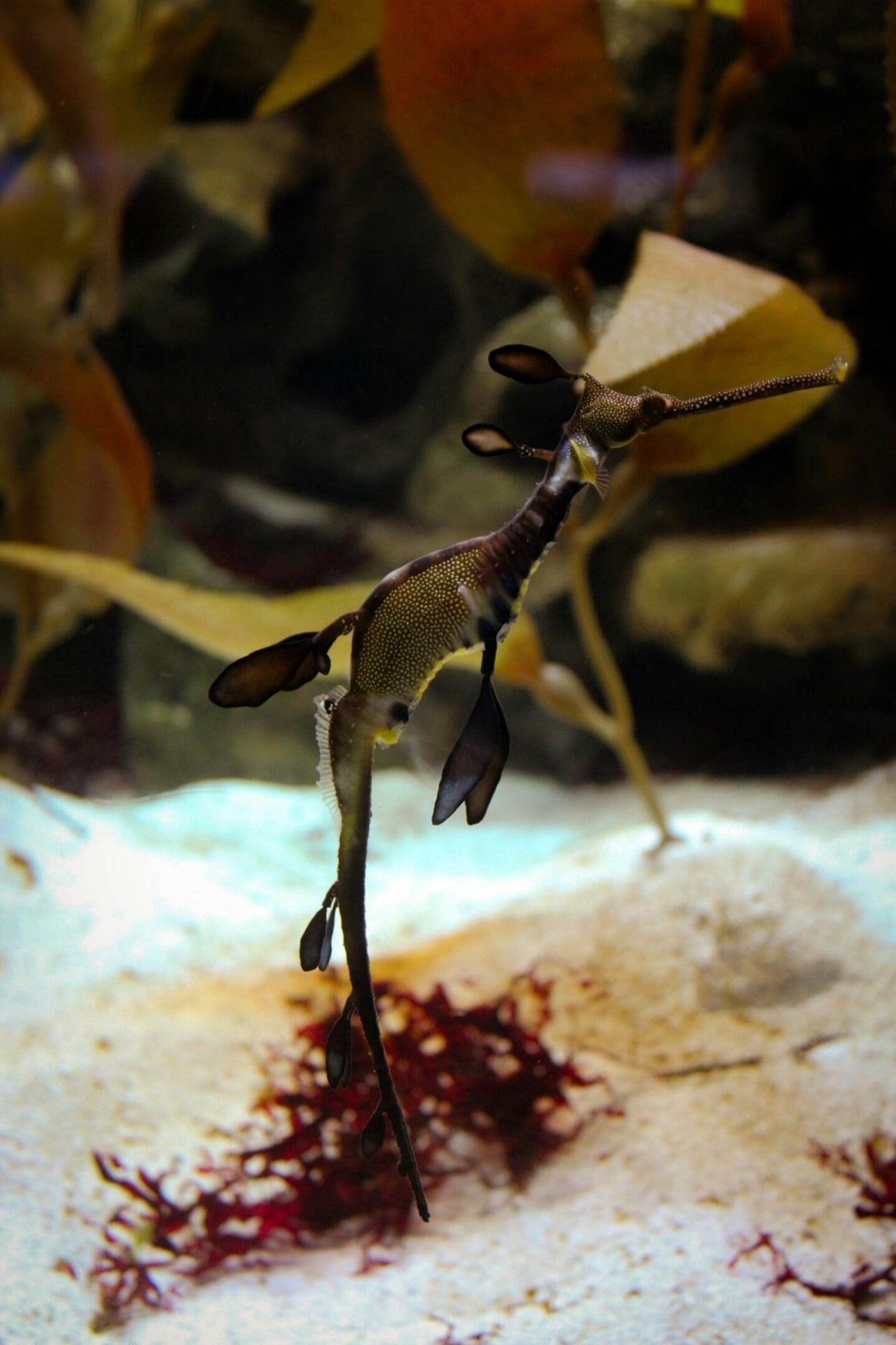 A close up of an animal with its legs spread