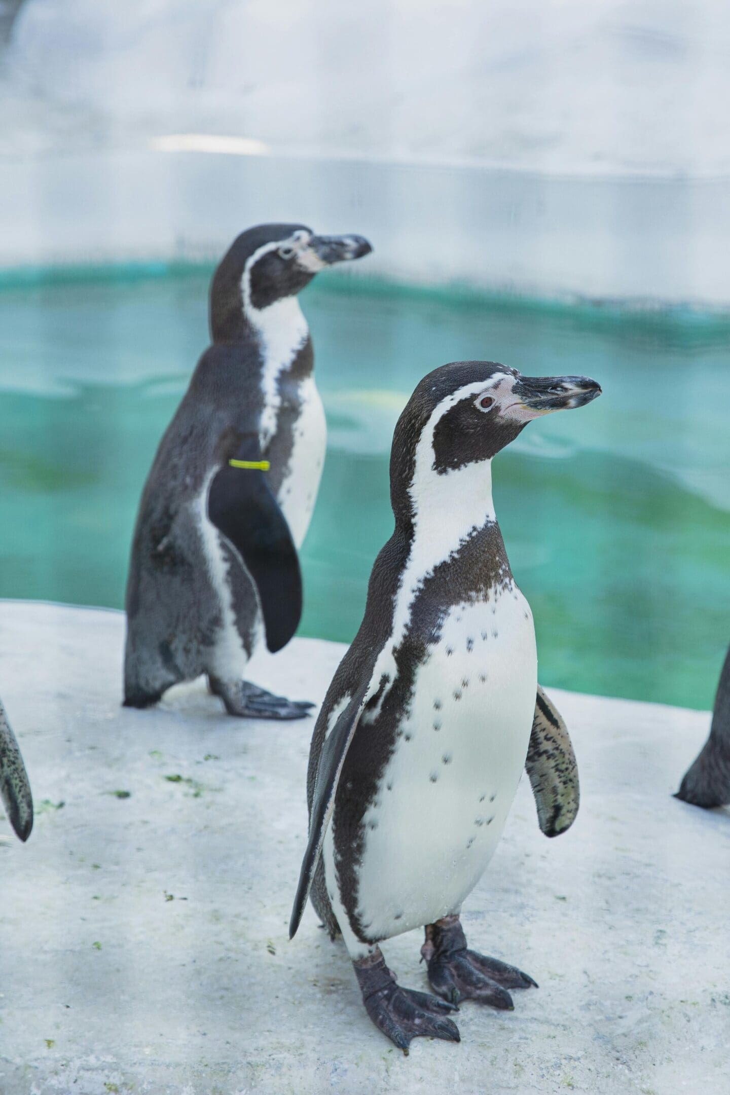 Two penguins standing near water.