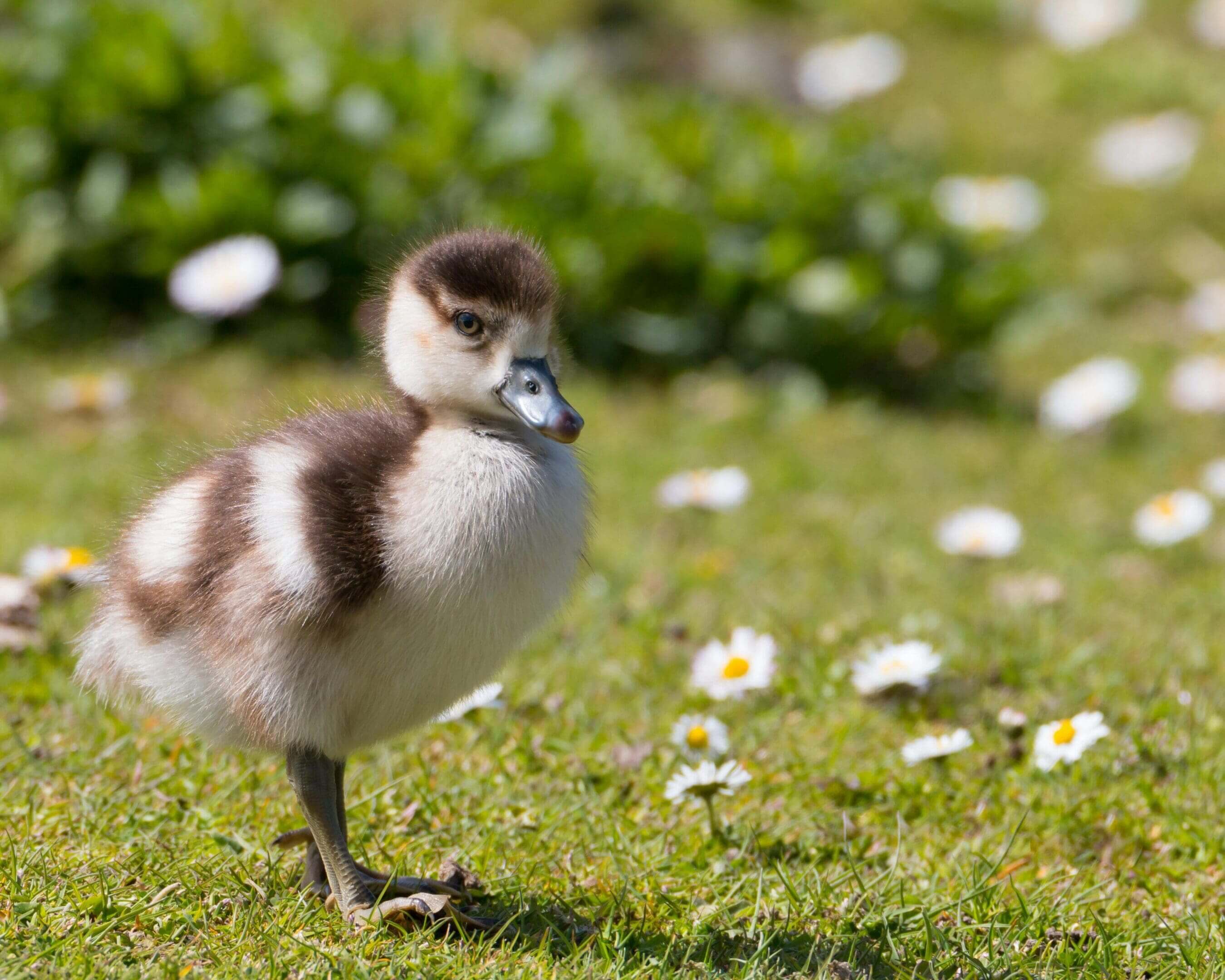 A duck is standing in the grass near daisies.