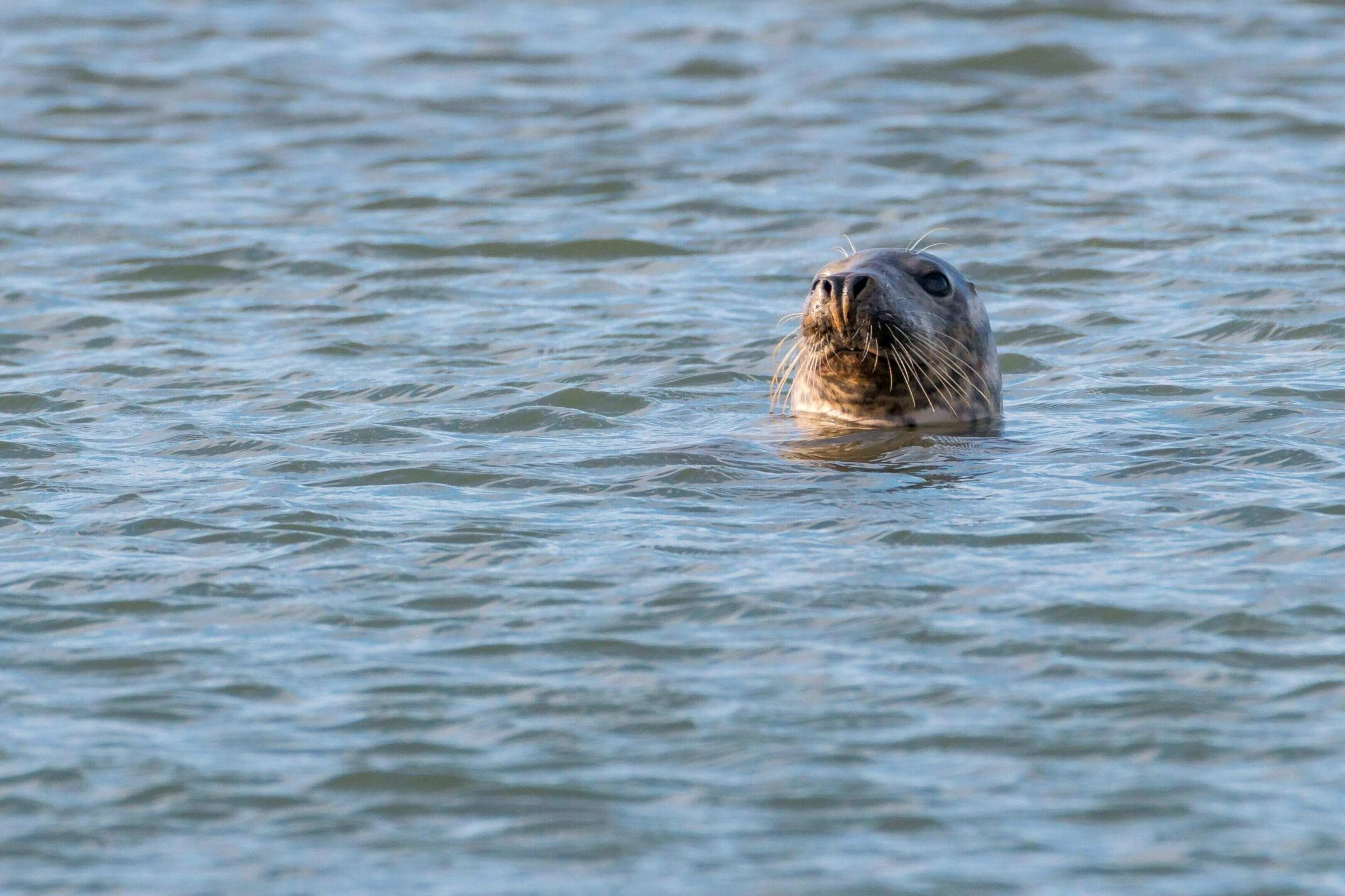 A seal is swimming in the water.