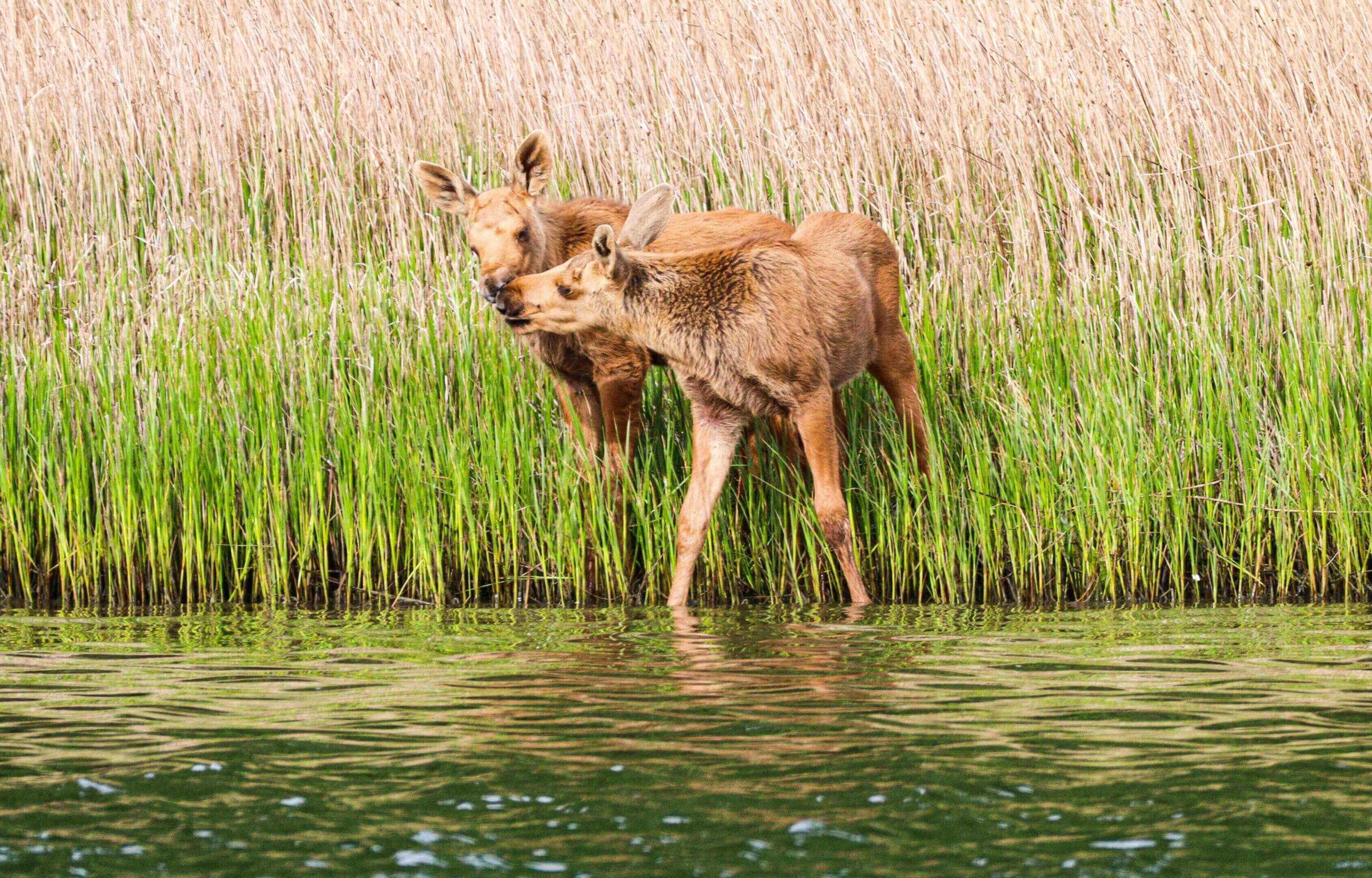 Two moose standing in the water near a grassy area.