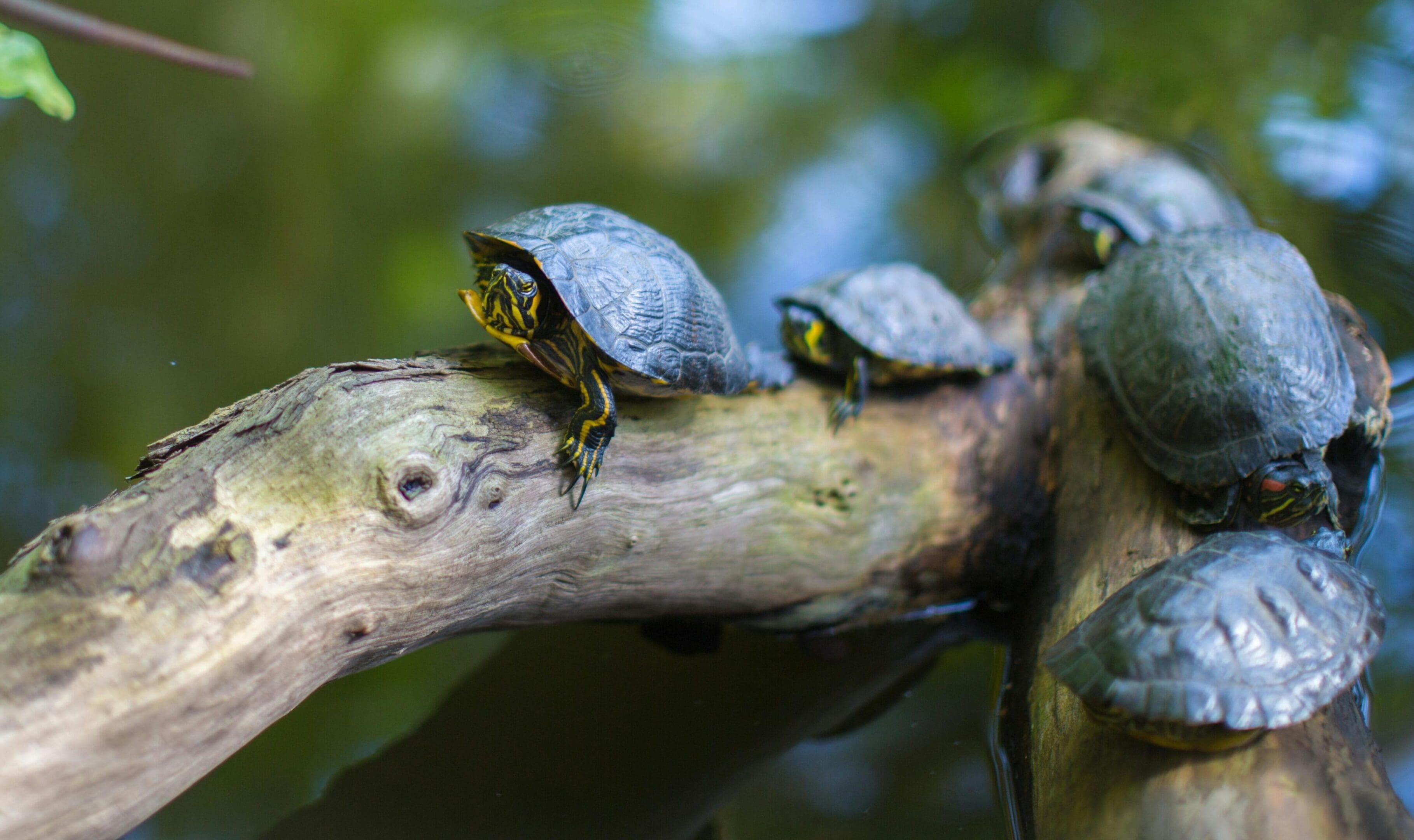 Three turtles are sitting on a tree branch.