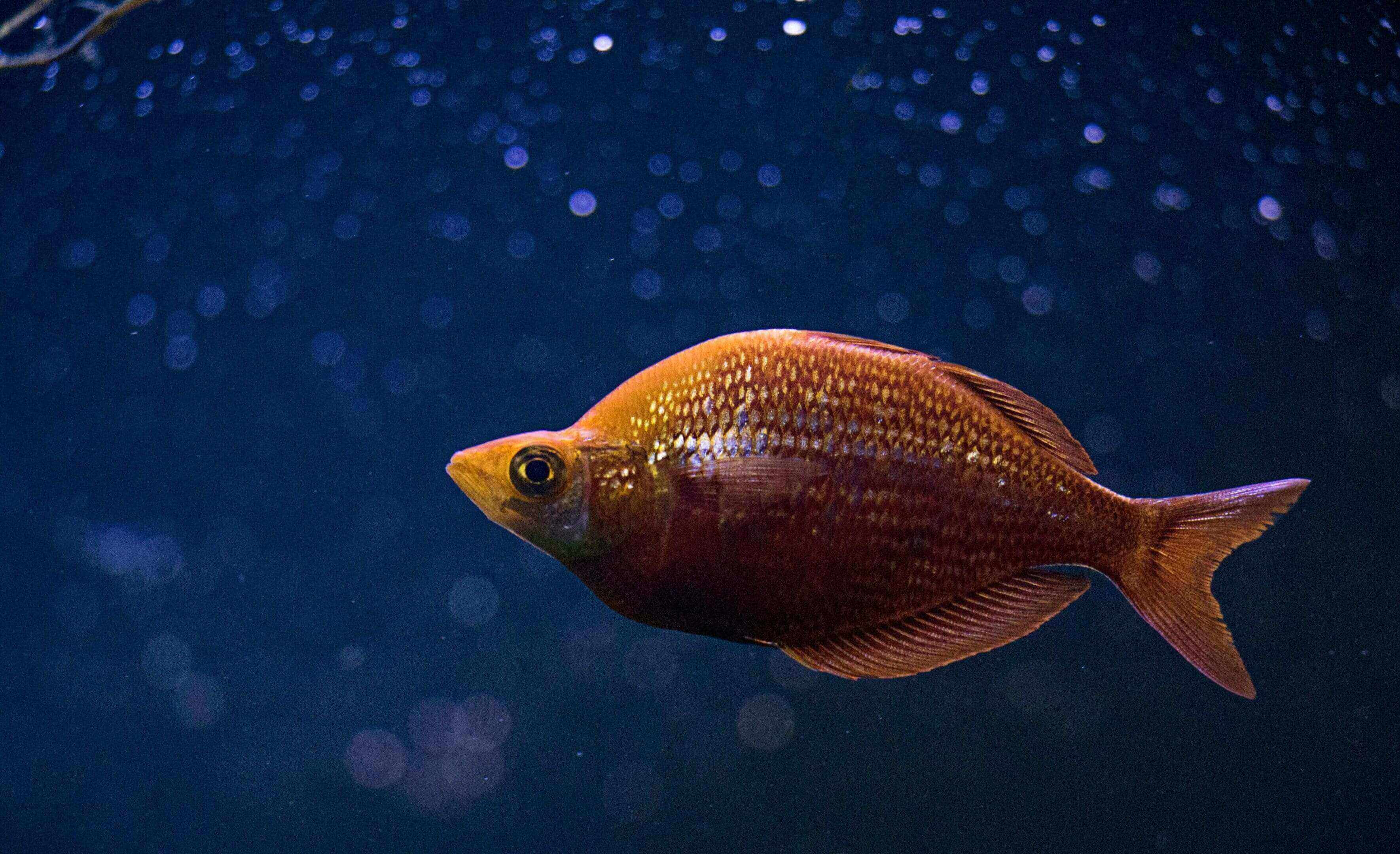 Orange fish swimming in dark water.