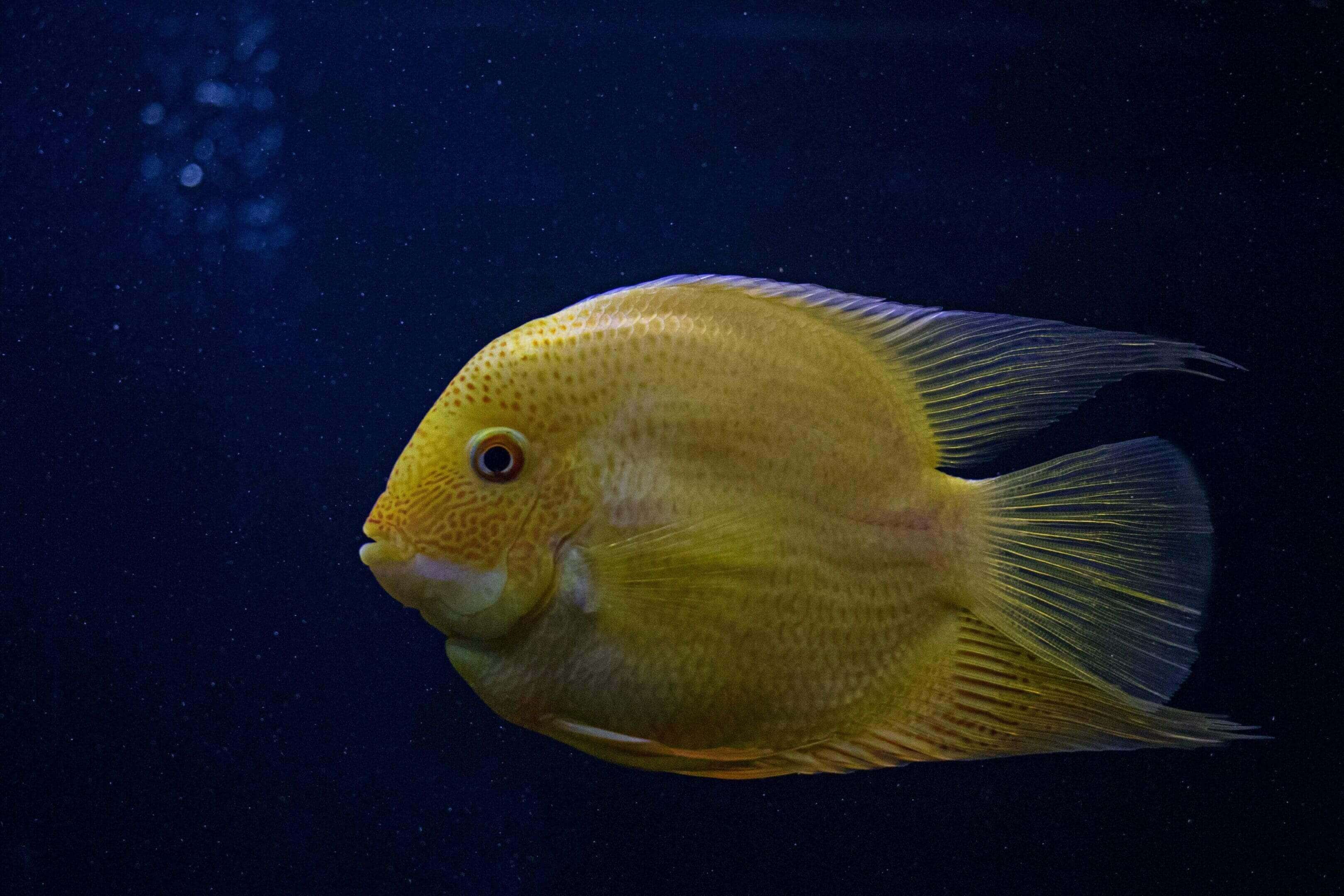 Golden discus fish swimming in dark water.